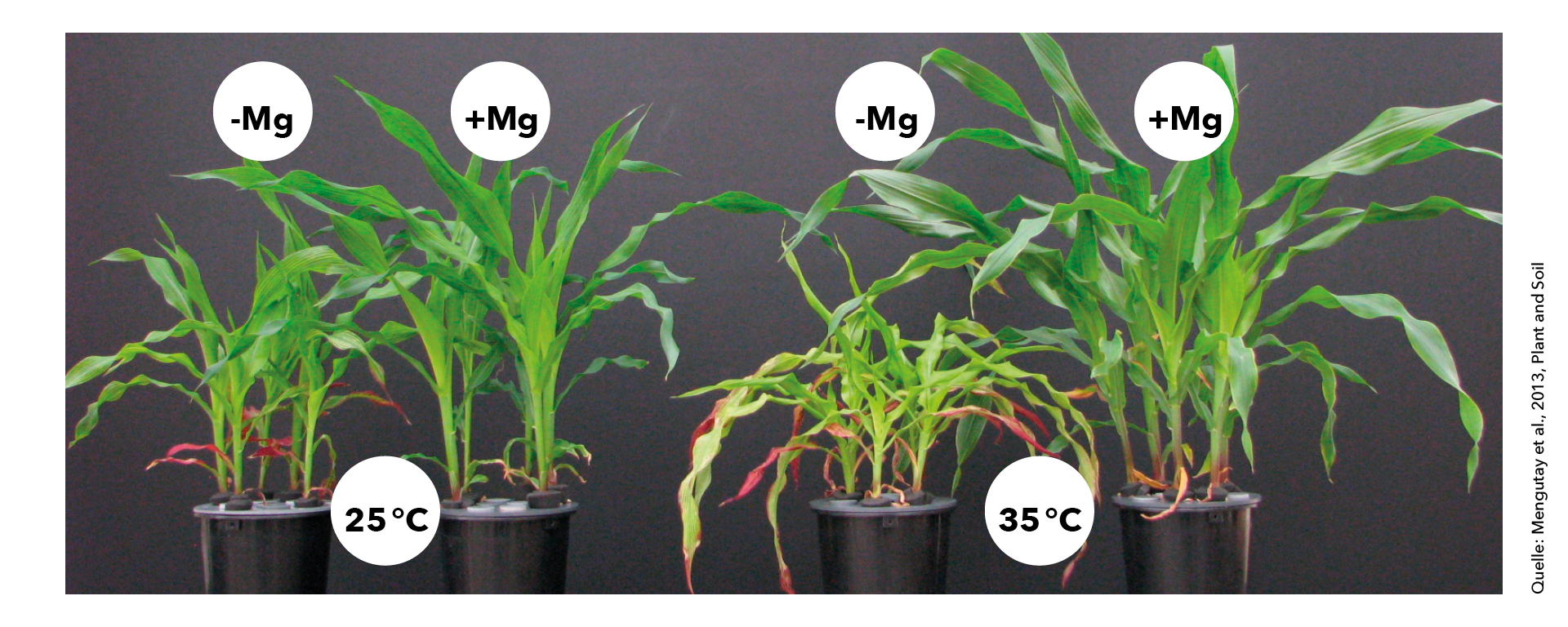 Magnesium steigert  die Toleranz der Mais­pflanzen gegenüber  hohen Temperaturen. 