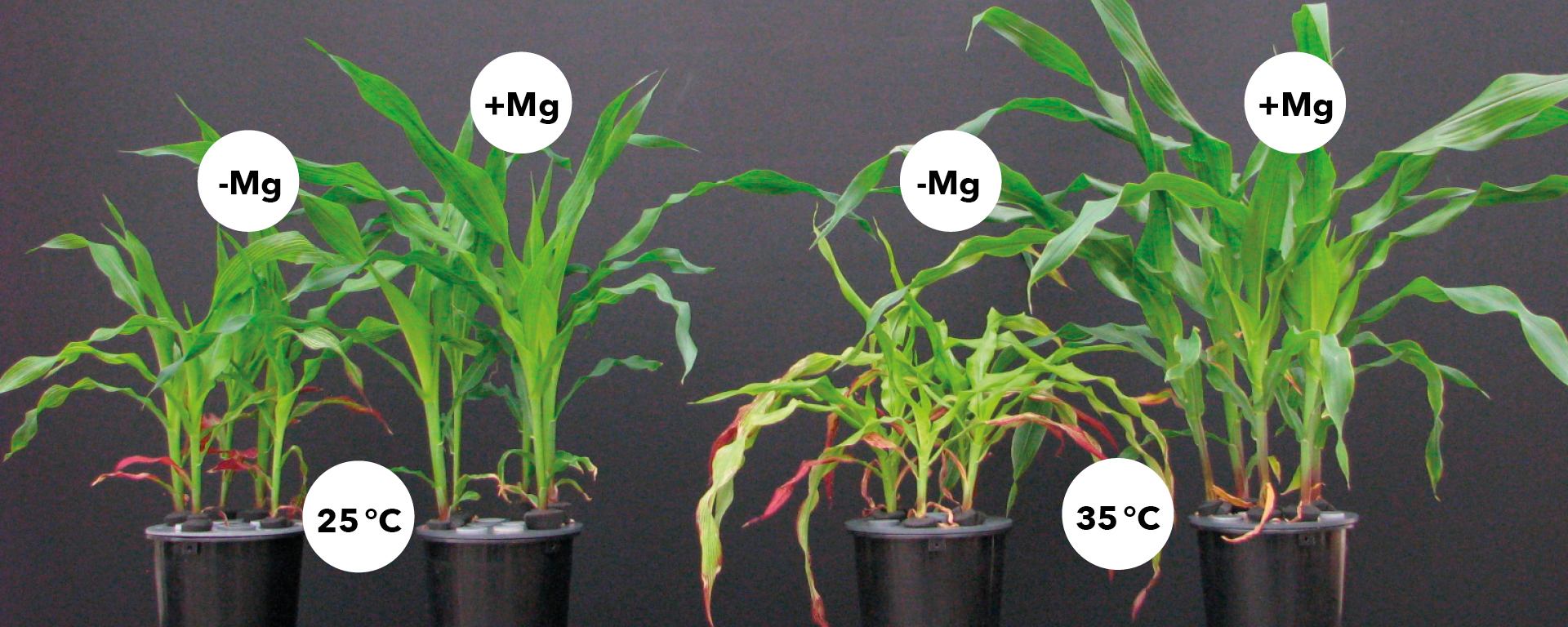 Magnesium steigert die Toleranz der Maispflanzen gegenüber hohen Temperaturen (Quelle: Mengutay et al., 2013, Plant and Soil)
