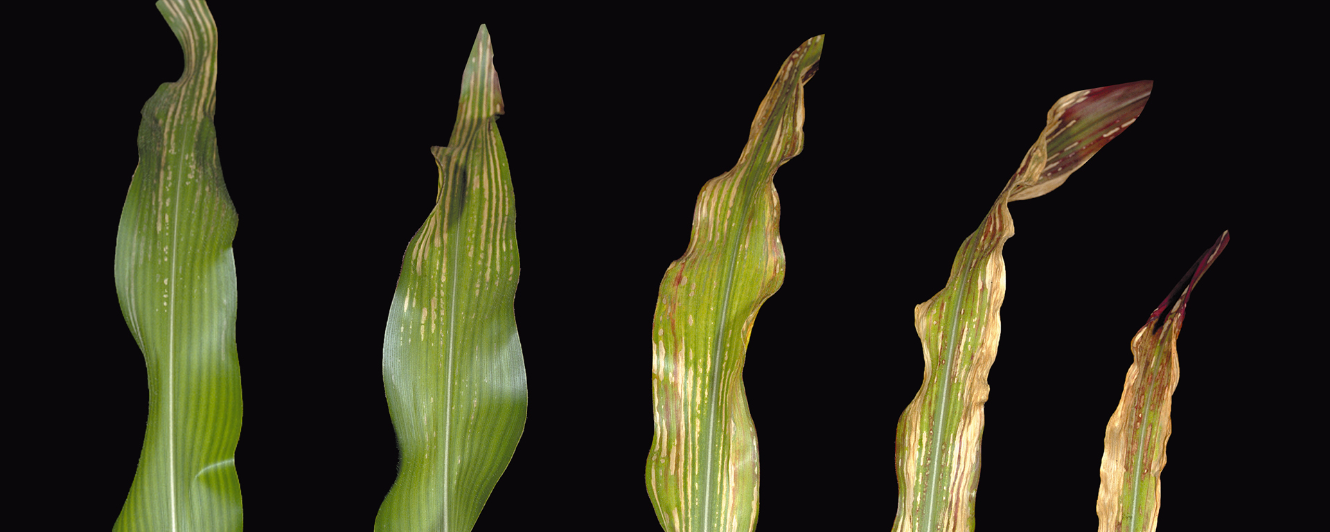 Magnesiummangel bei Mais (von links nach rechts: leichter bis schwerer Mangel)