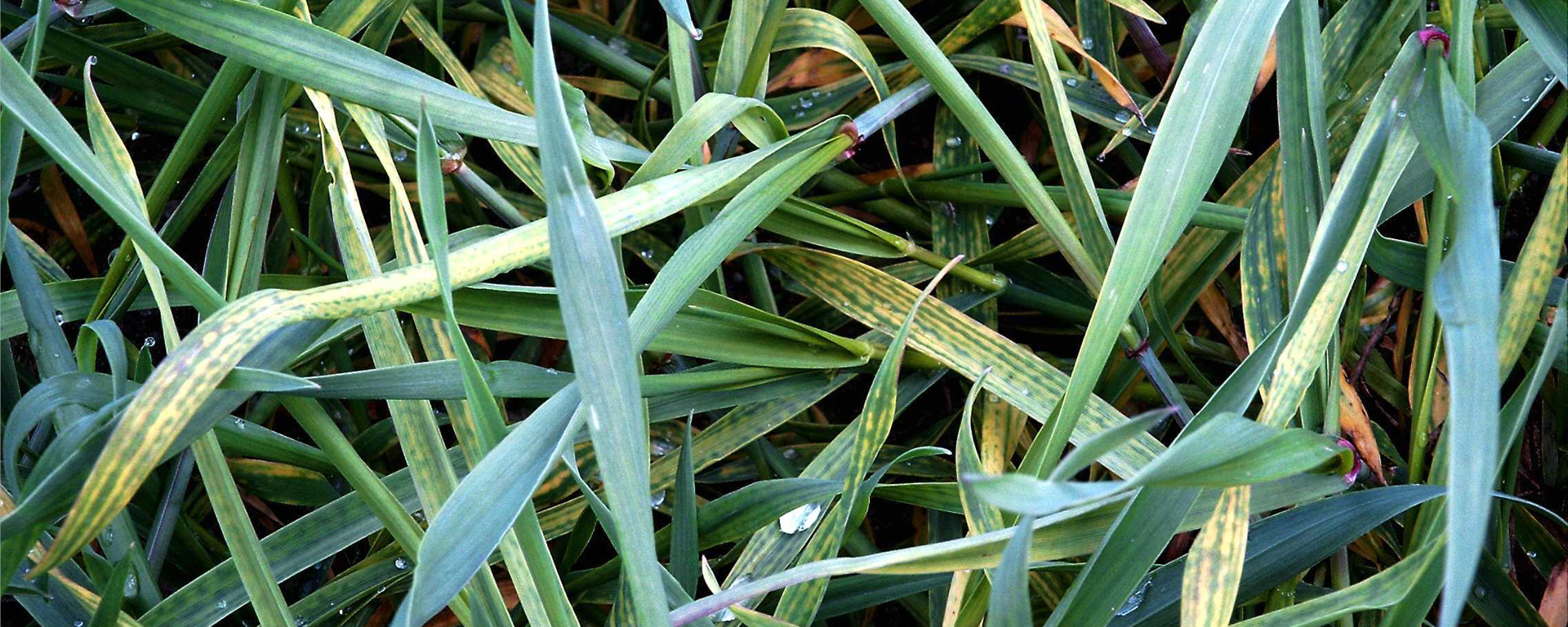 Magnesiummangel beginnt beim Weizen mit einer perlschnurartigen Aufkettung des Chlorophylls in den älteren Blättern, geht dann über in streifenartige Chlorosen bis hin zu Nekrosen und endet in starker Ertragsdepression.