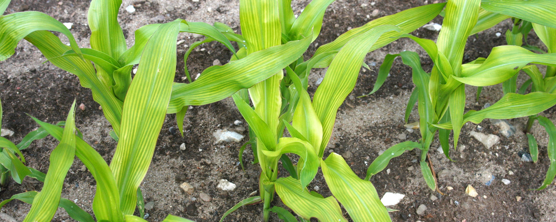 Die jungen Maispflanzen zeigen streifige Aufhellungen und Vergilbungen an mittleren und jüngeren Blättern als akuten Schwefelmangel an.