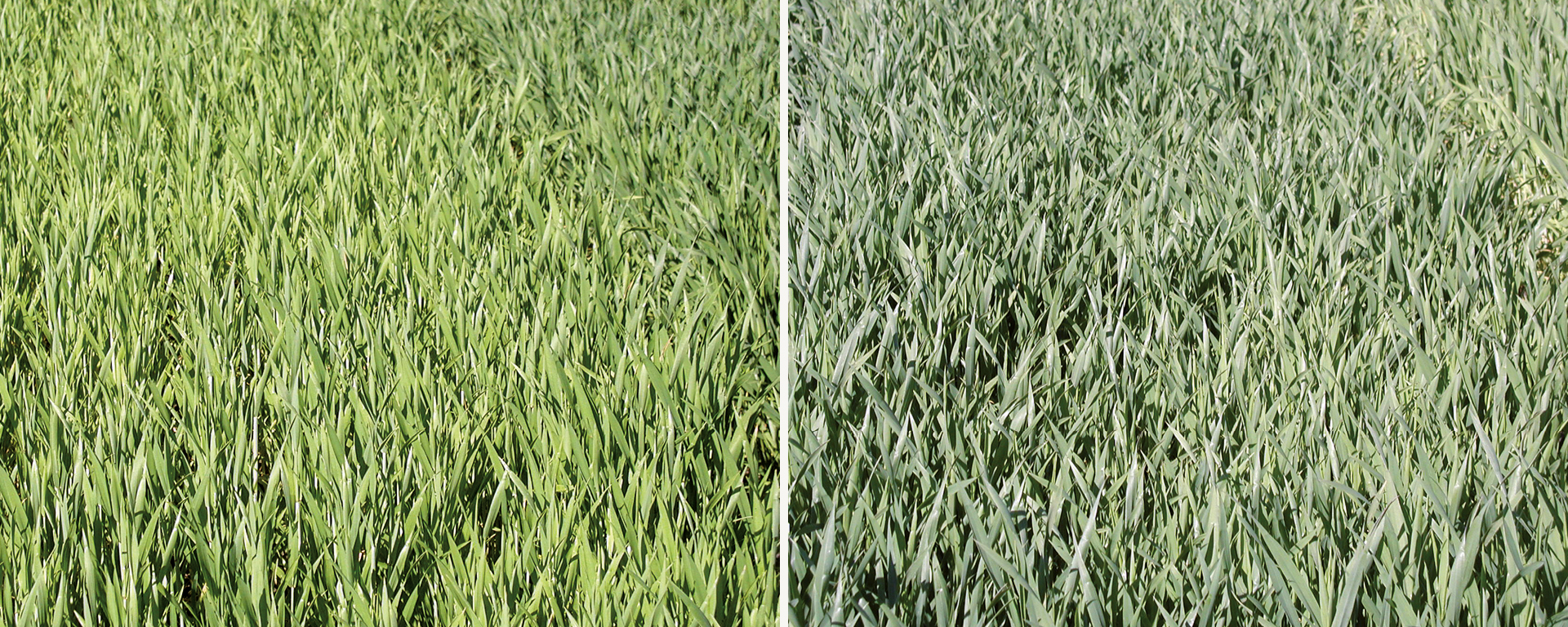 Wirkung von Sulfat-Schwefel in Winterweizen. Links (Kontrolle ohne Schwefeldüngung, rechts 30kg/ha Schwefel in Sulfatform) (Fotos: Landwirtschaftskammer NRW )