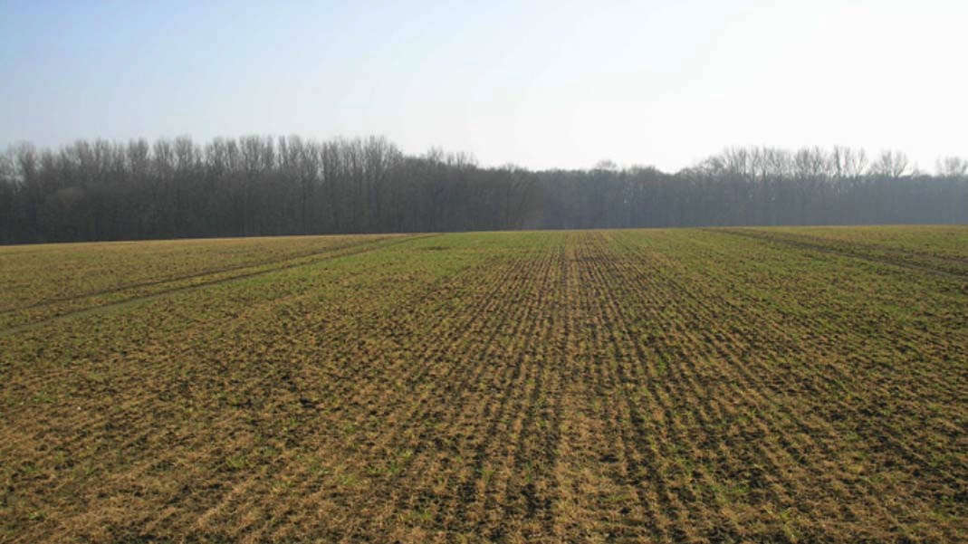 Winter damage to cereals (16:9)