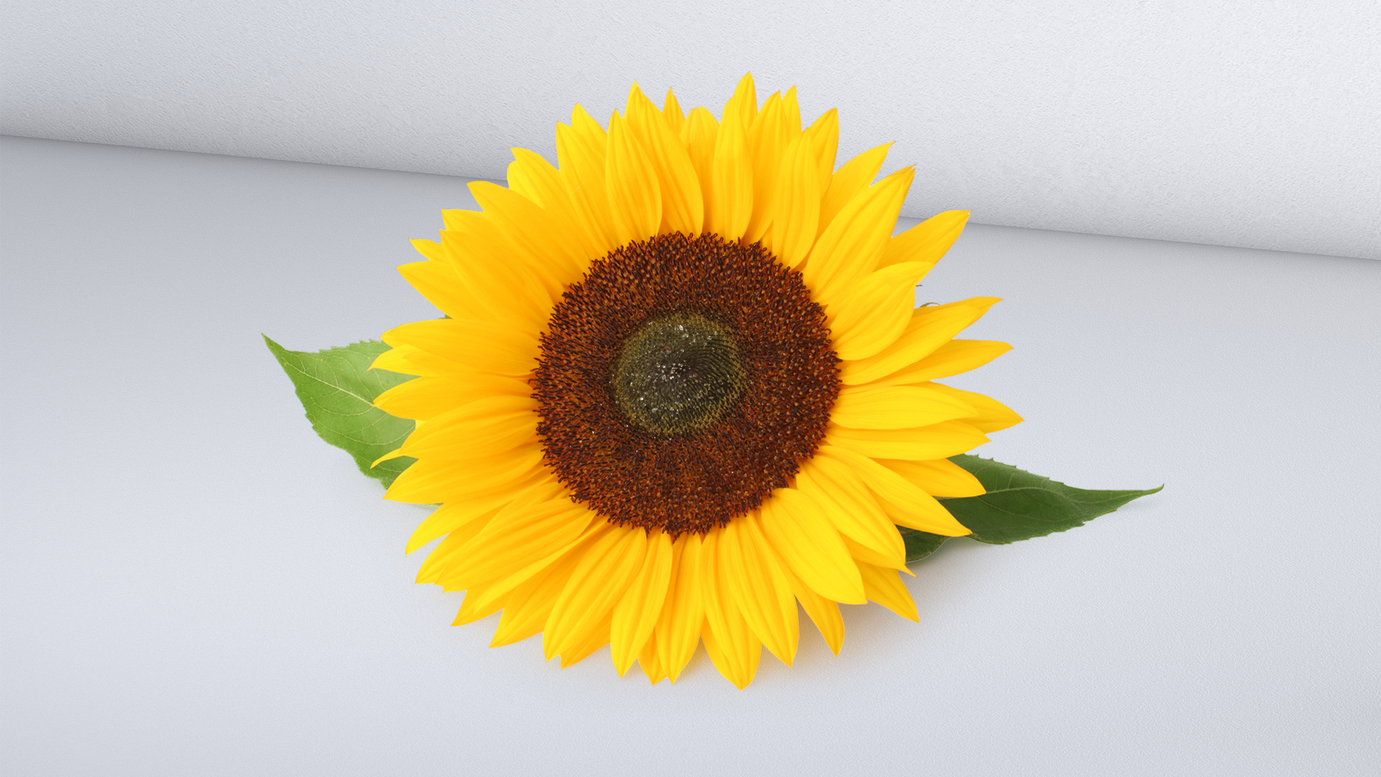 Crops sunflower