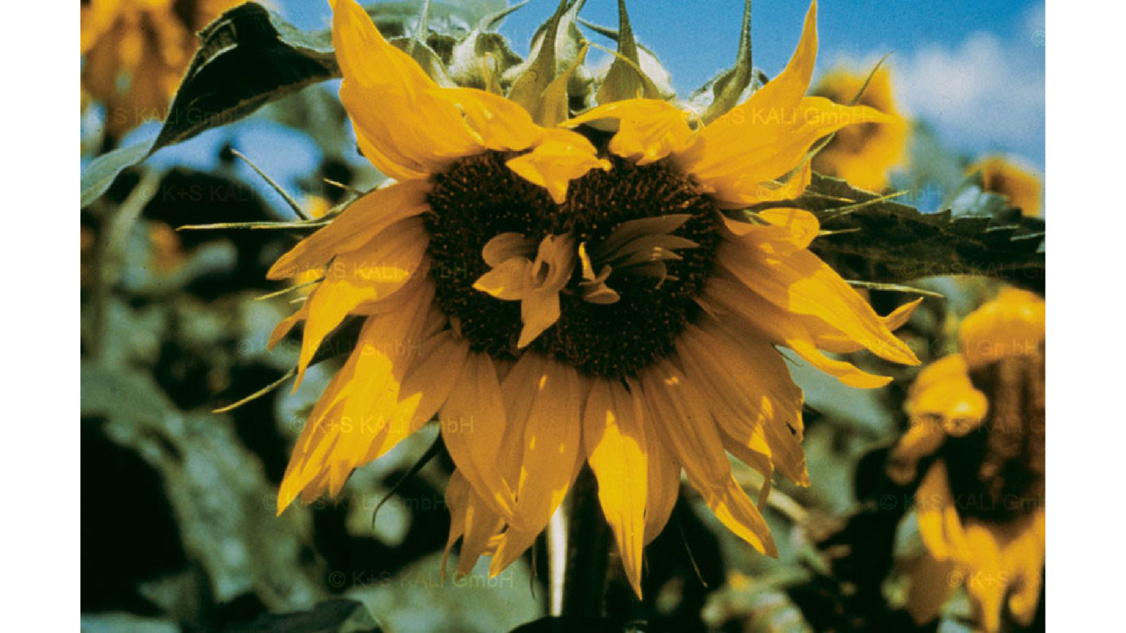 deficiency-sunflower-16-9