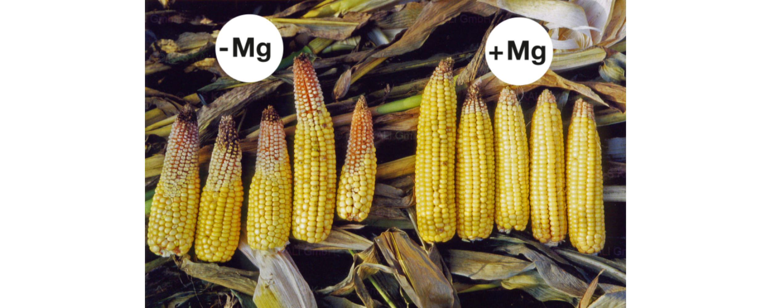 Magnesium fördert die Kolbenfüllung bei Mais. Bei Magnesiummangel (links) verkümmerte ein Teil der Körner, da nicht genug Kohlenhydrate zu den Kolben transportiert wurden.