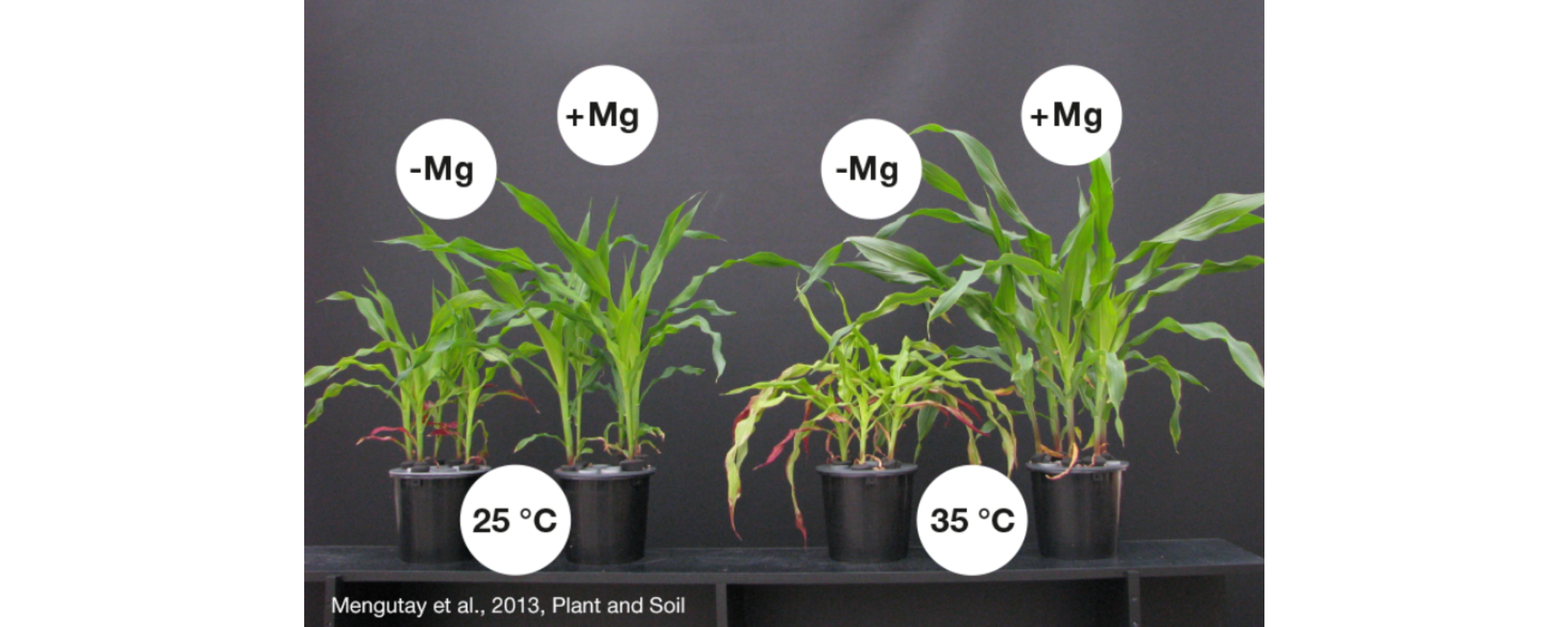 Die Maispflanze mit Magnesiummangel (-Mg) bleibt in ihrer Entwicklung gegenüber der gut mit Magnesium versorgten Pflanze (+Mg) zurück. Bei hohen Temperaturen von 35°C verstärkt sich der Effekt.