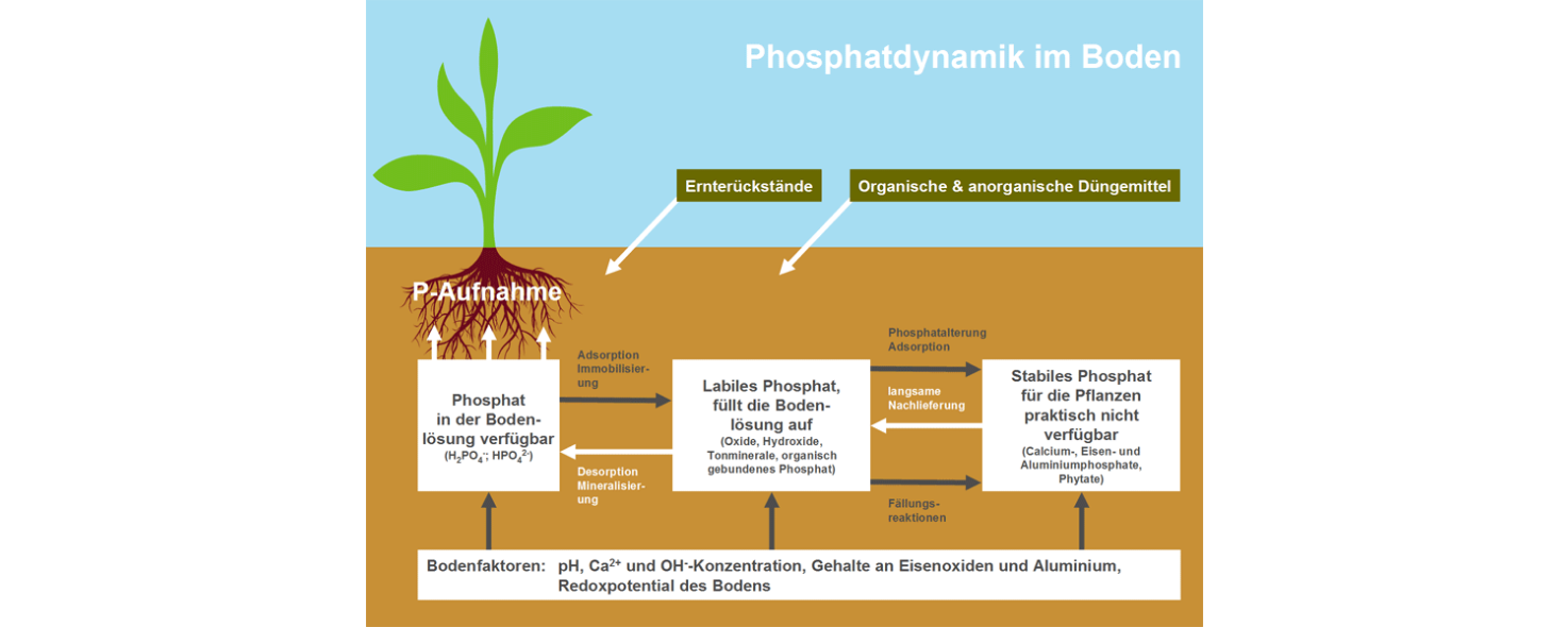 Phosphatdynamik im Boden