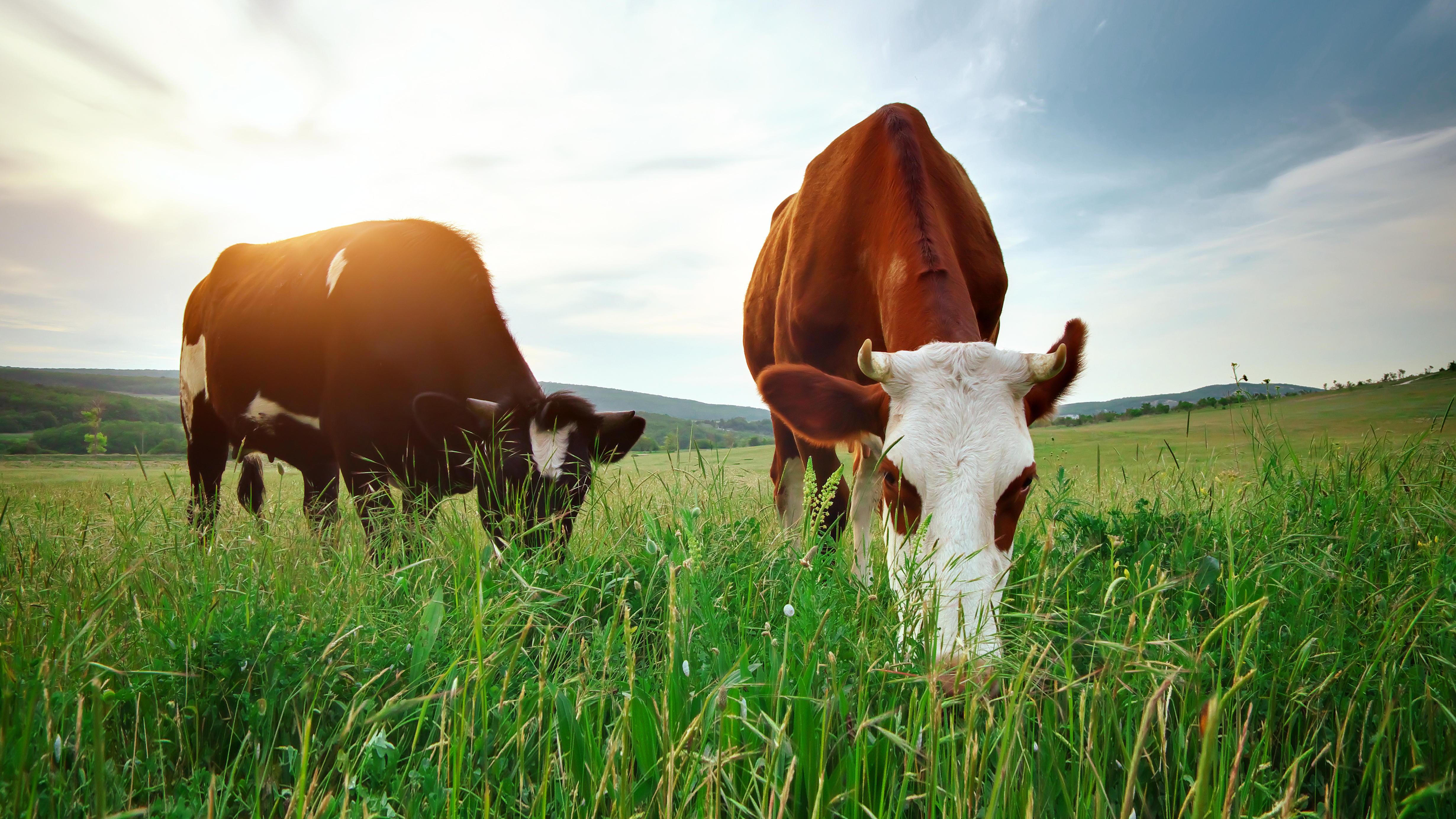 Two grazing cows (16:9)