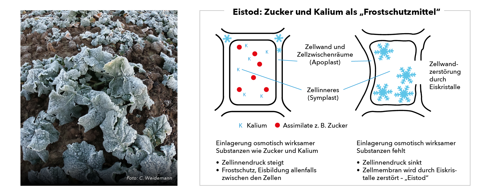 Winterrapsbestand in Ostholstein unter  Froststressbedingungen.