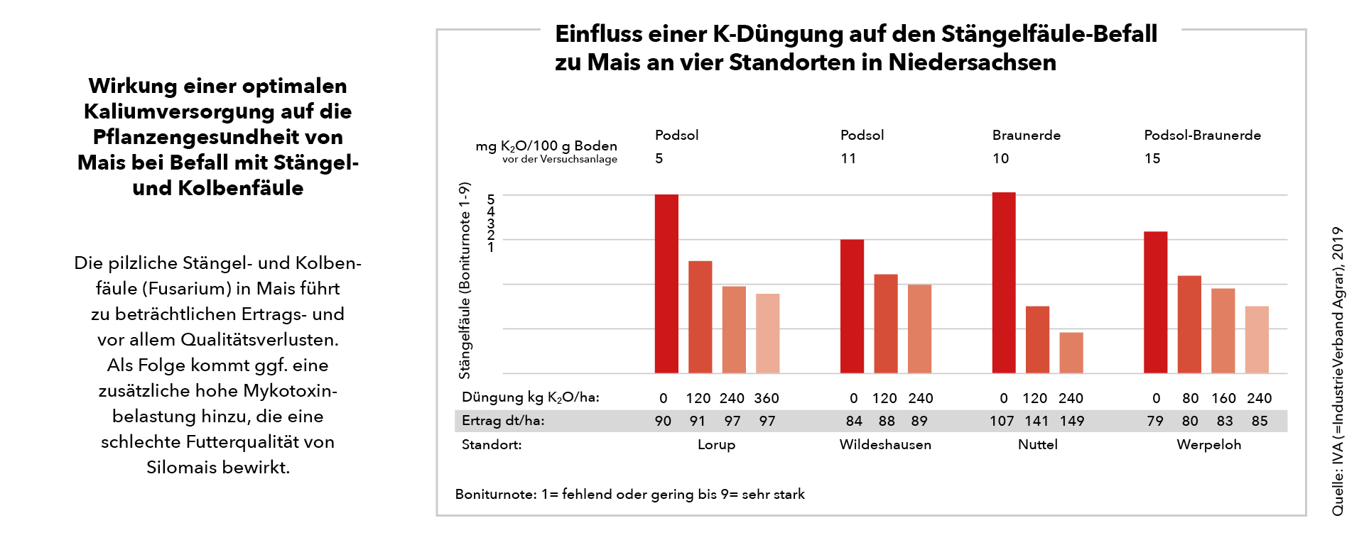 Wirkung einer optimalen Kaliumversorgung auf die Pflanzengesundheit von  Mais bei Befall mit Stängel- und Kolbenfäule
