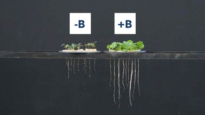 Bor – der Nährstoff auf der Einbahnstraße | K+S Aktiengesellschaft