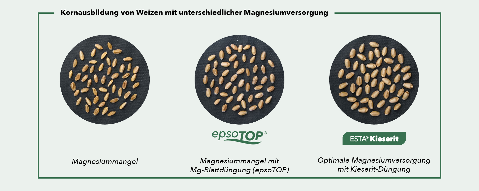 Kornausbildung von Weizen mit unterschiedlicher Magnesiumversorgung (Fotos: Ceylan et al., 2016, Plant and Soil)