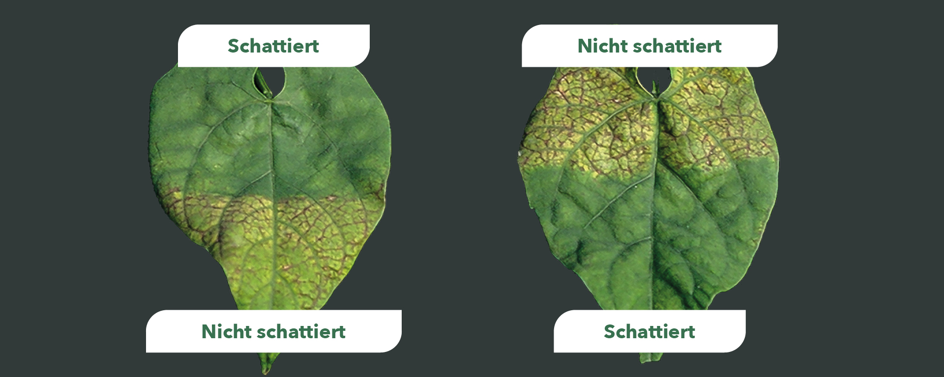 Magnesiummangel macht Blätter lichtempfindlich. Im schattierten Bereich werden noch keine Mg-Mangelsymptome sichtbar. Die dem Licht ausgesetzten Blattbereiche sind bereits  stark betroffen.