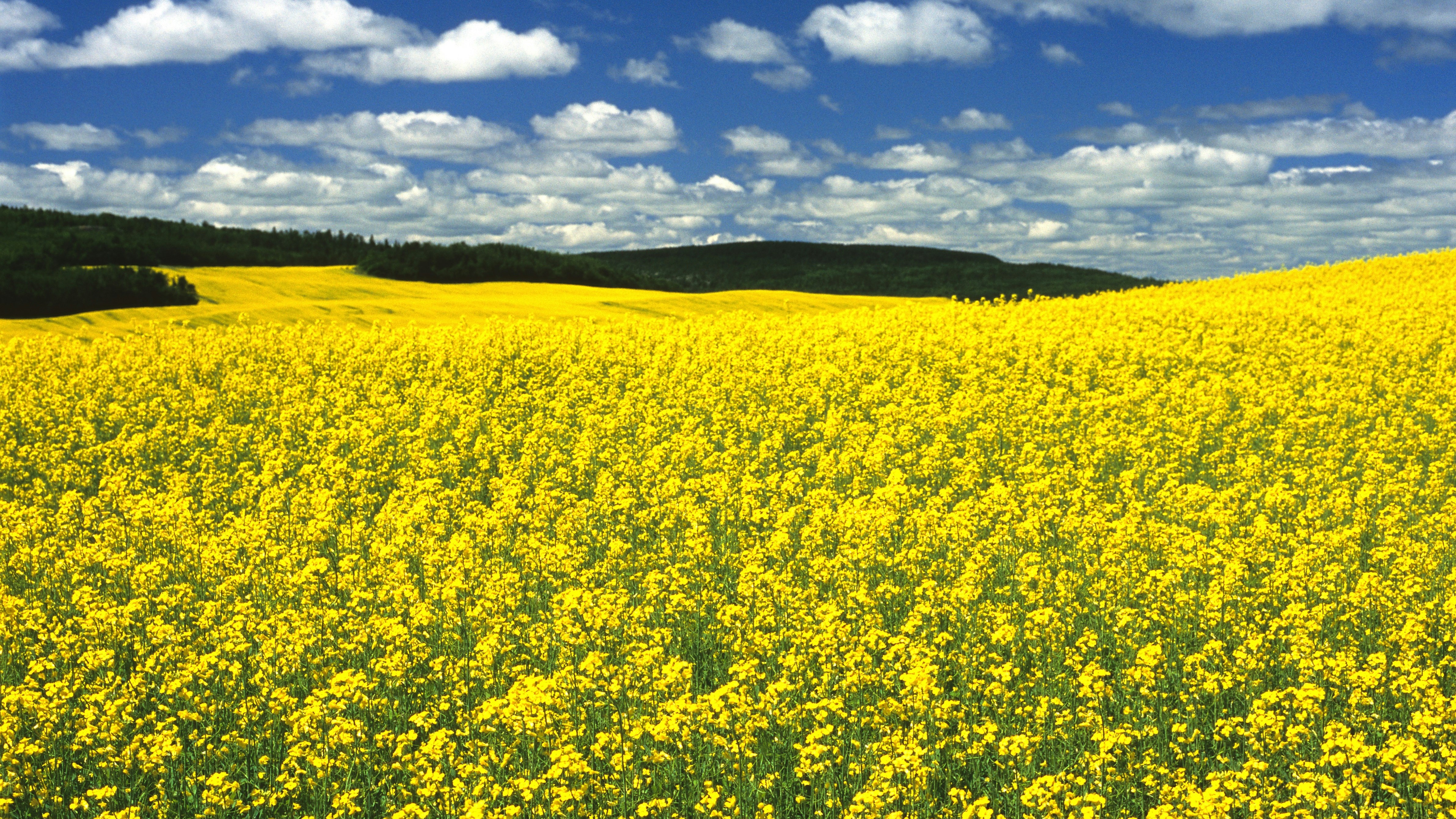 In the picture you can see a yellow rapeseed field stretching across the plain. The field ends at a green forest. The sky is blue with small white clouds.
