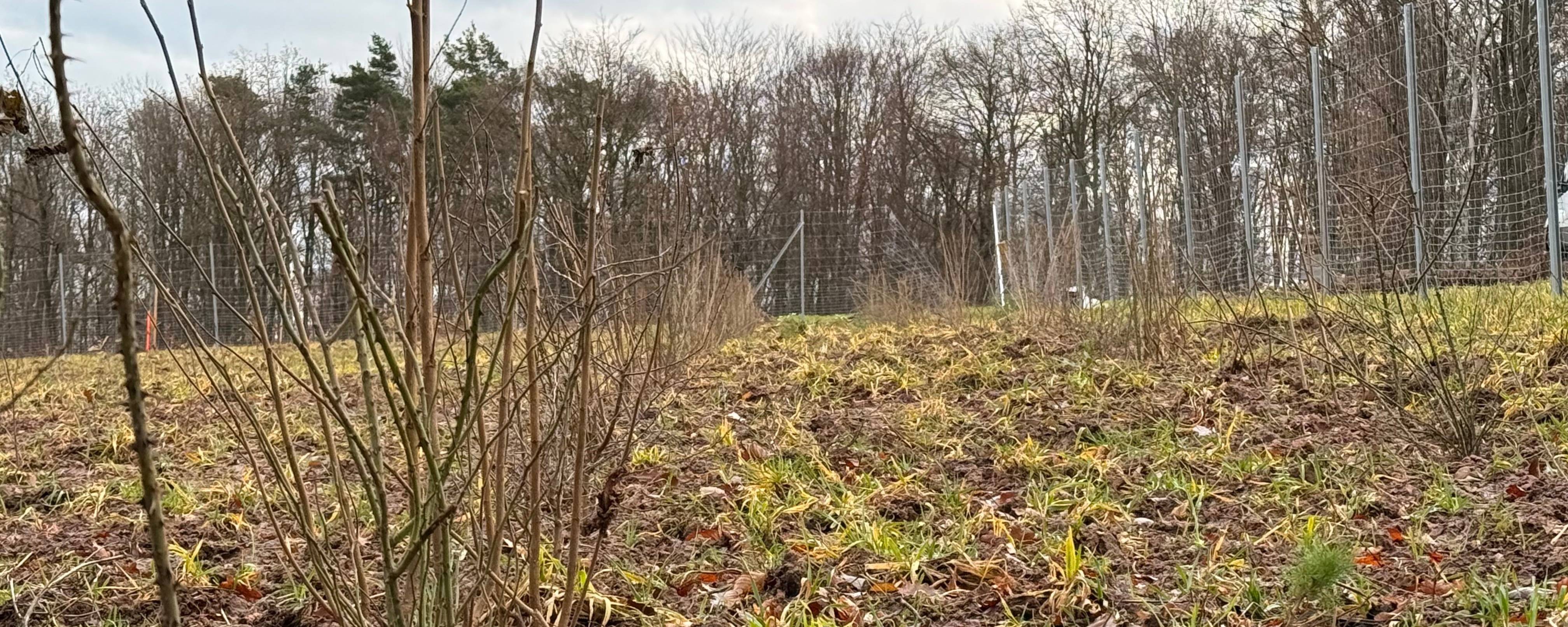 Nahaufnahme von jungen Sträuchern auf einer offenen, bepflanzten Fläche mit grünem Gras und Waldrand im Hintergrund