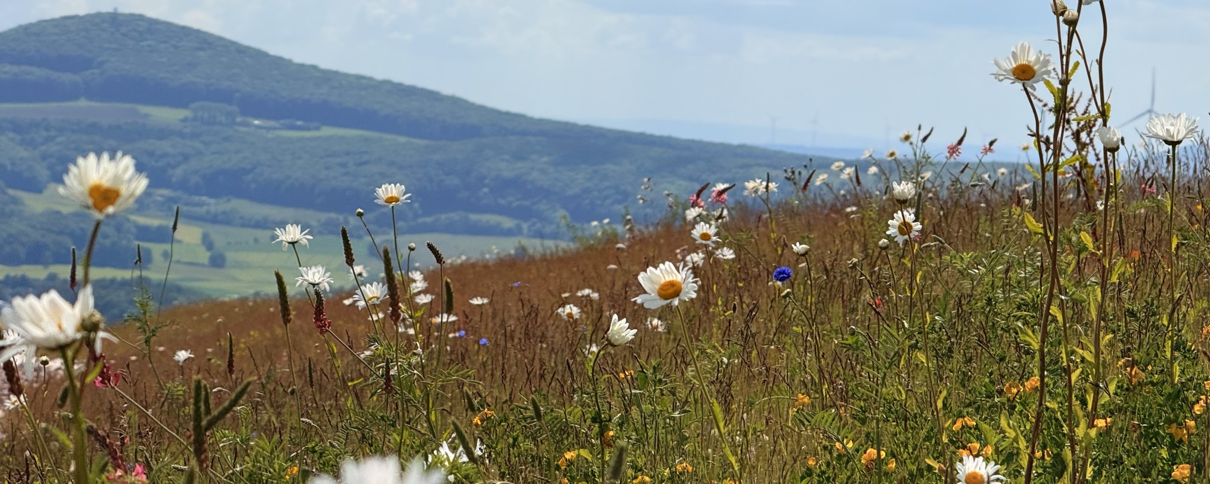 Ergebnis der Ansaat-Aktion vom Haldenfest: Blütenmeer mit Blick auf den Soisberg.