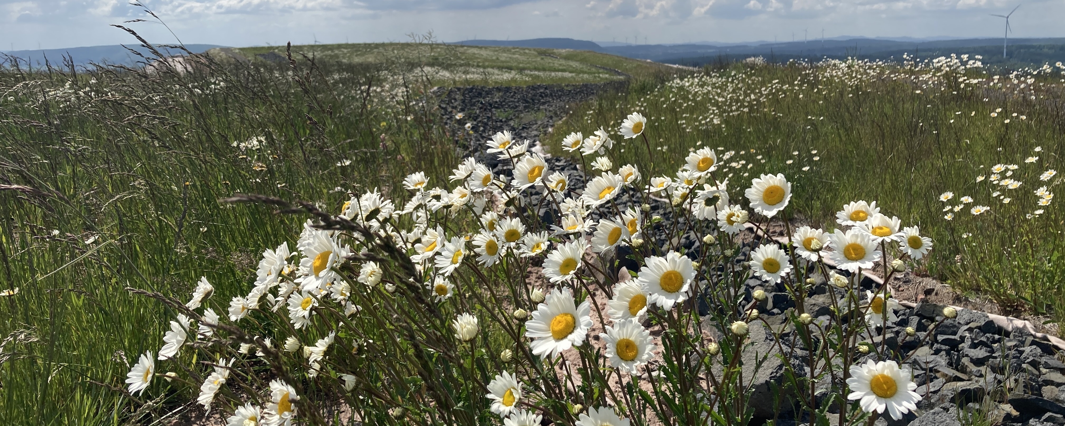 Fertiggestellte und begrünte Teilfläche der Oberflächenabdeckung der Halde Wintershall mit Entwässerungsgraben. 