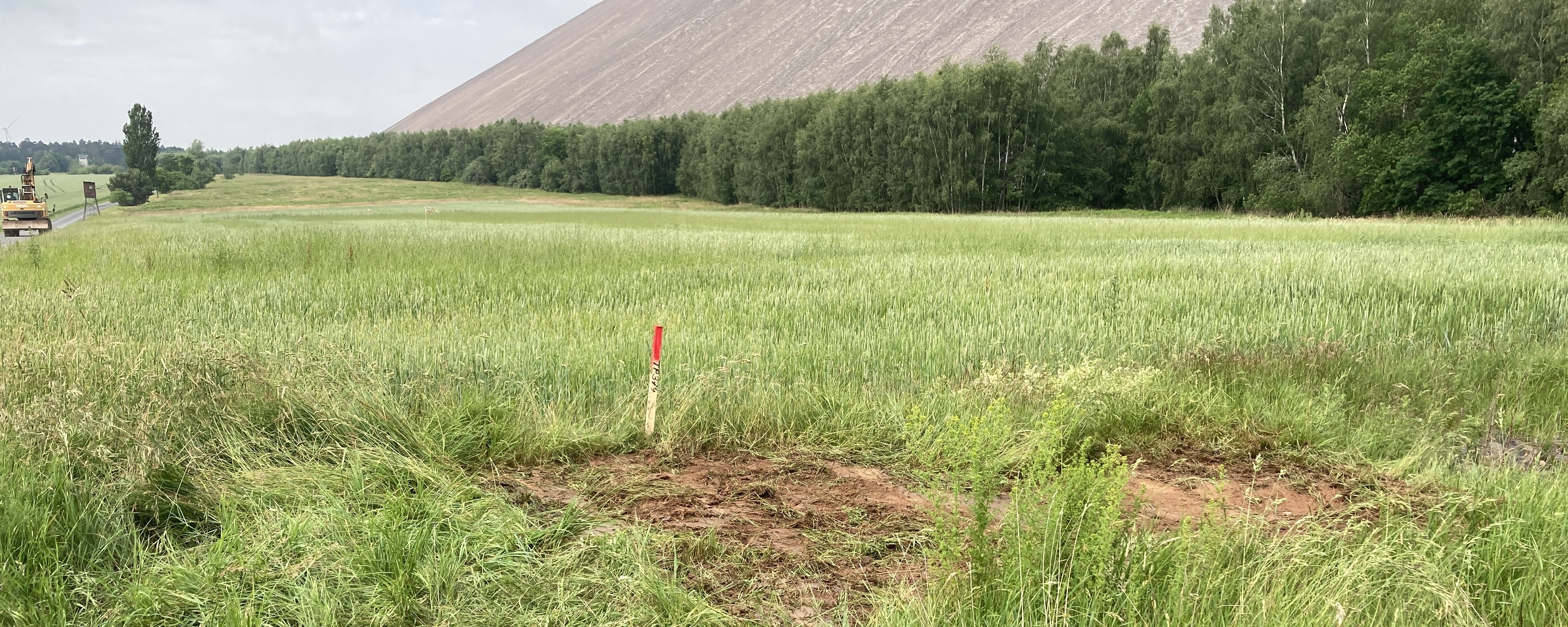 Verfüllter Schurfpunkt zur Untersuchung des Untergrunds auf einer begrünten Fläche am Fuß einer Halde. Im Hintergrund sind die Haldenflanke sowie angrenzende Wald- und Grünflächen zu sehen.