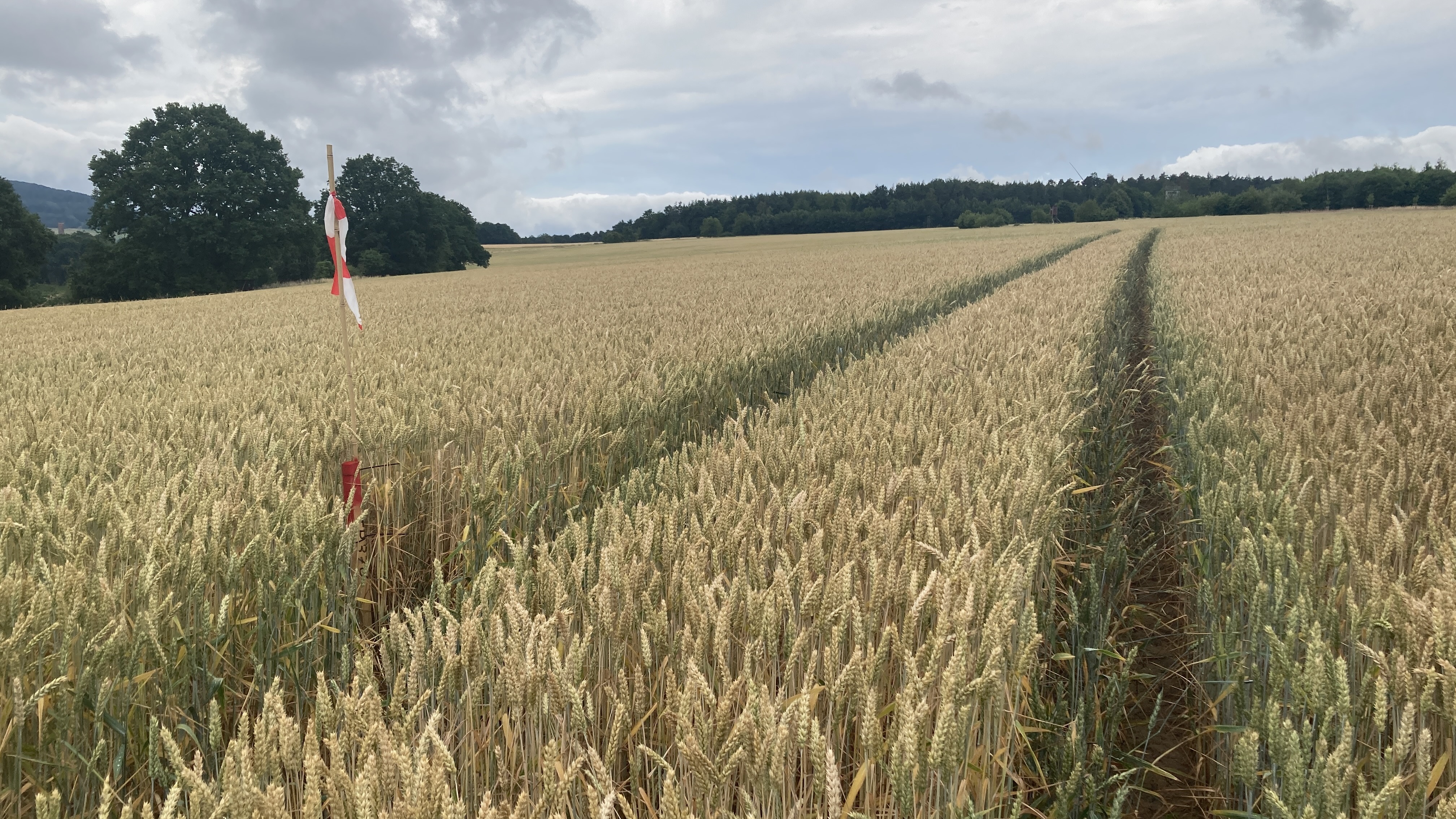 Markierter Untersuchungspunkt in einem Getreidefeld zur Erkundung des Untergrunds im Umfeld einer Halde. Im Hintergrund sind Waldflächen und die Haldenflanke unter bewölktem Himmel zu sehen.