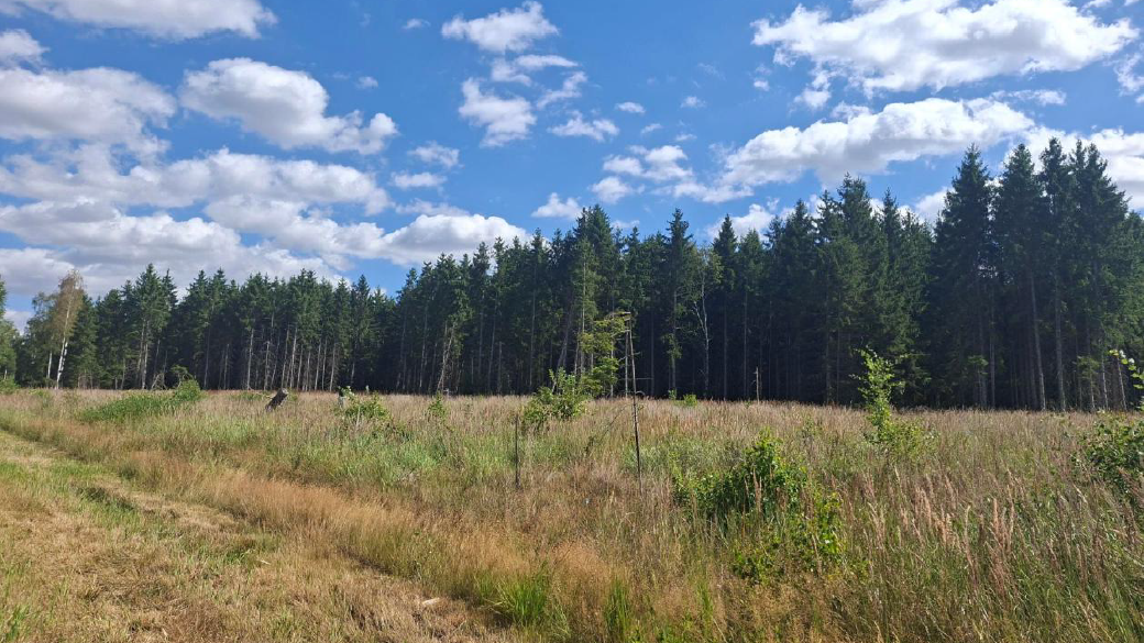 Offene Fläche mit hoher Grasvegetation neben einem Fichtenbestand im Bereich der Waldumbaumaßnahme.
