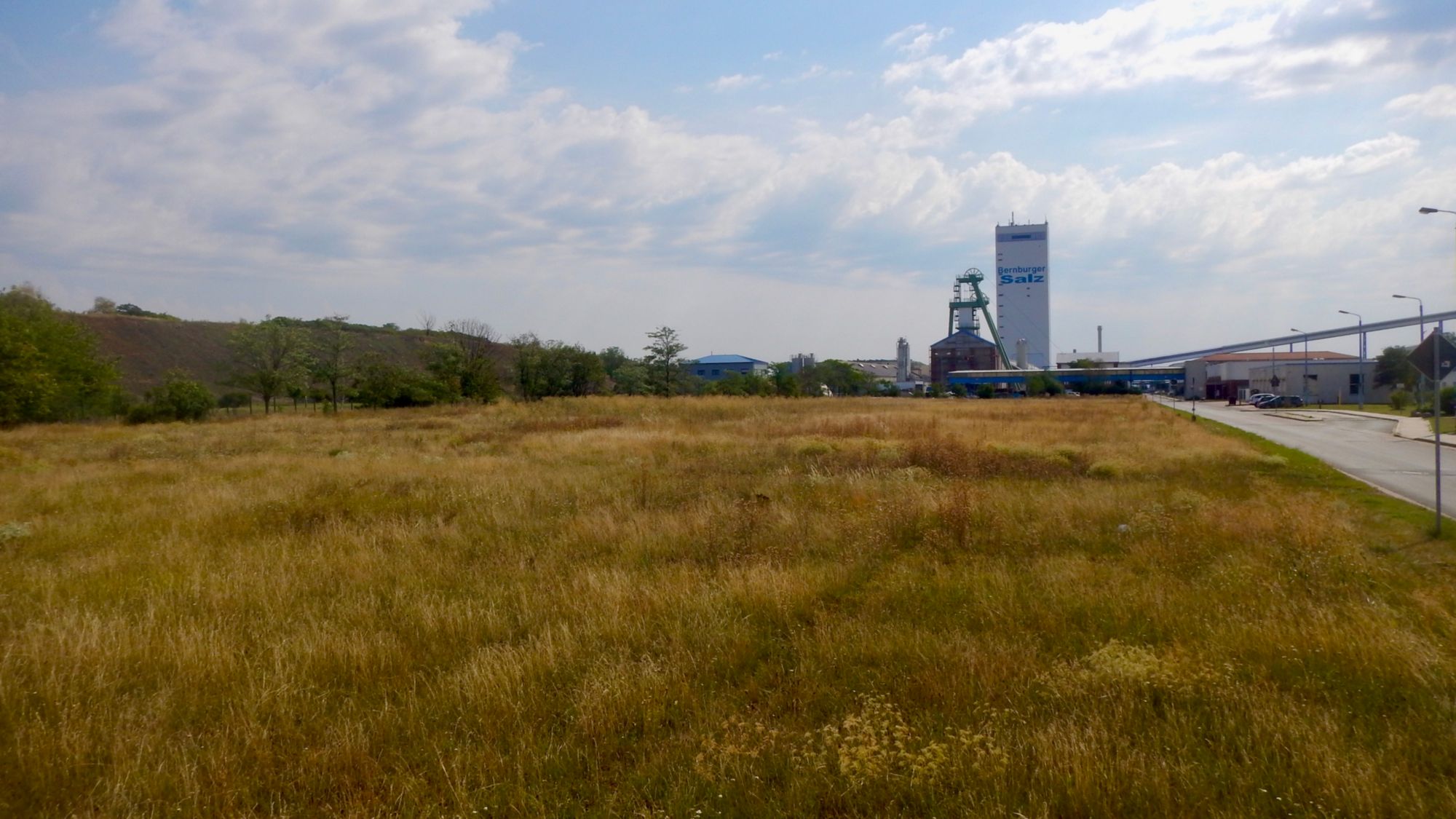 Wild space at Bernburg plant (1/2). Initial state: Regularly mowed area. Size: approx. 8.000 m² Wild space Bernburg plant (1/2)