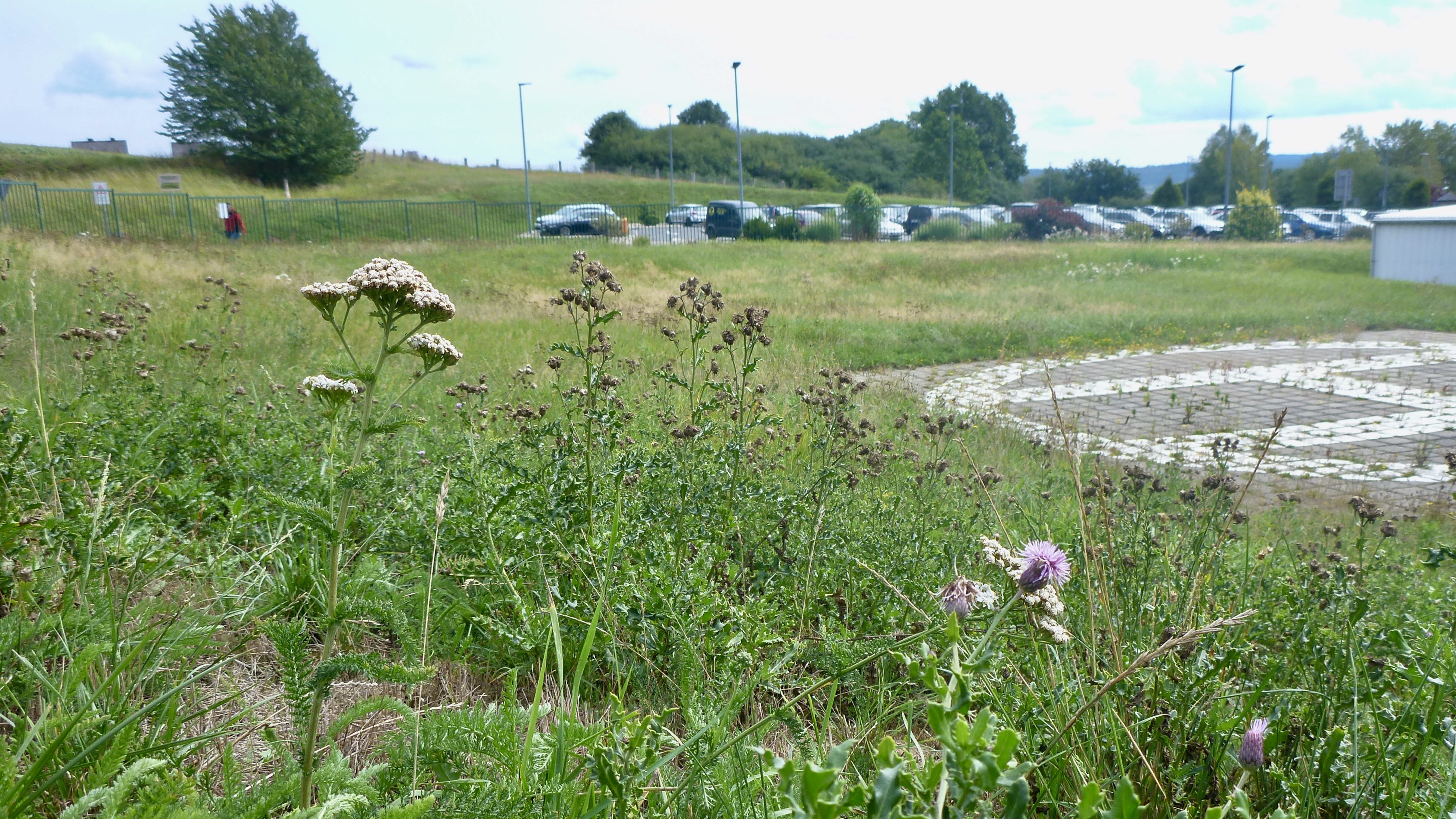 Teaserpicture-Wild space Neuhof plant