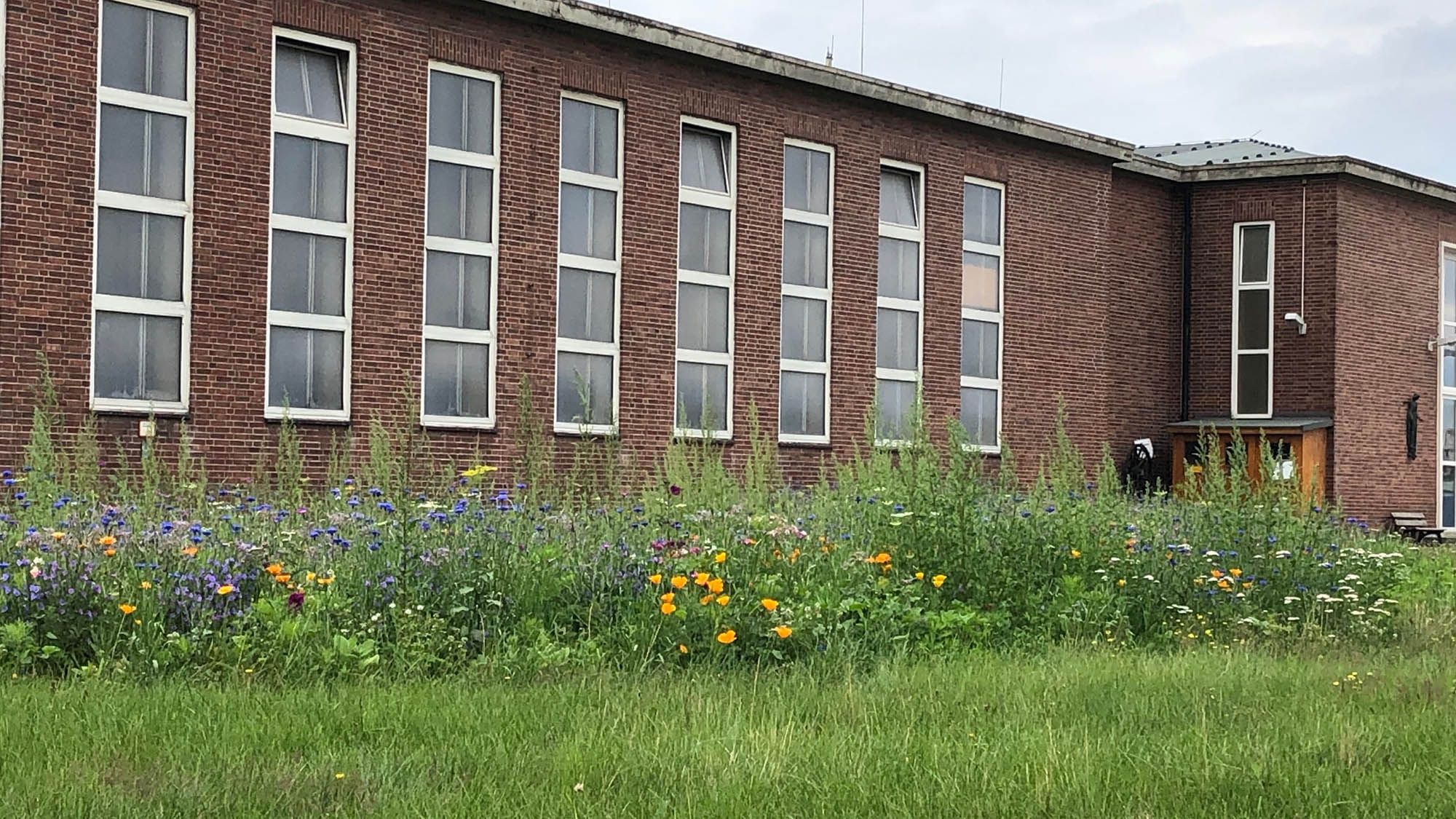 Wild space at Sigmundshall plant. Initial state: Regularly mowed area. Size: approx. 150m² Wild space Sigmundshall plant