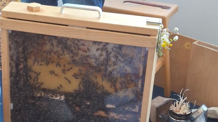 A honeycomb behind protective glass so that children can observe the bees. 