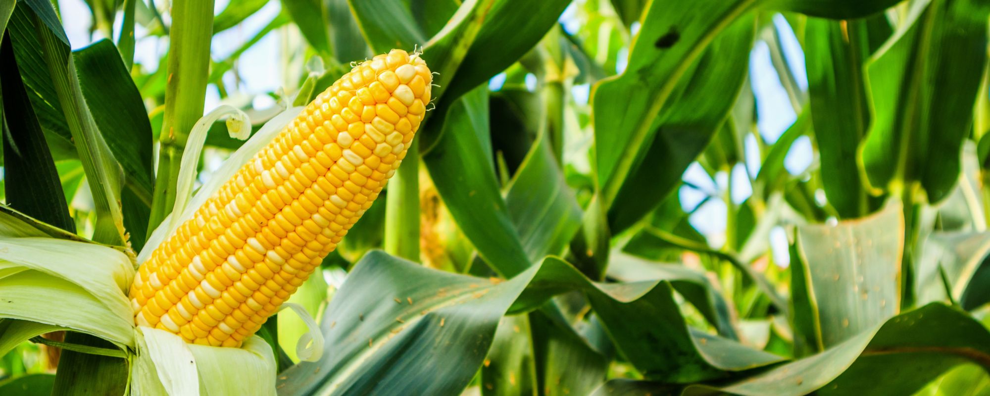 Corn under-foot fertilization