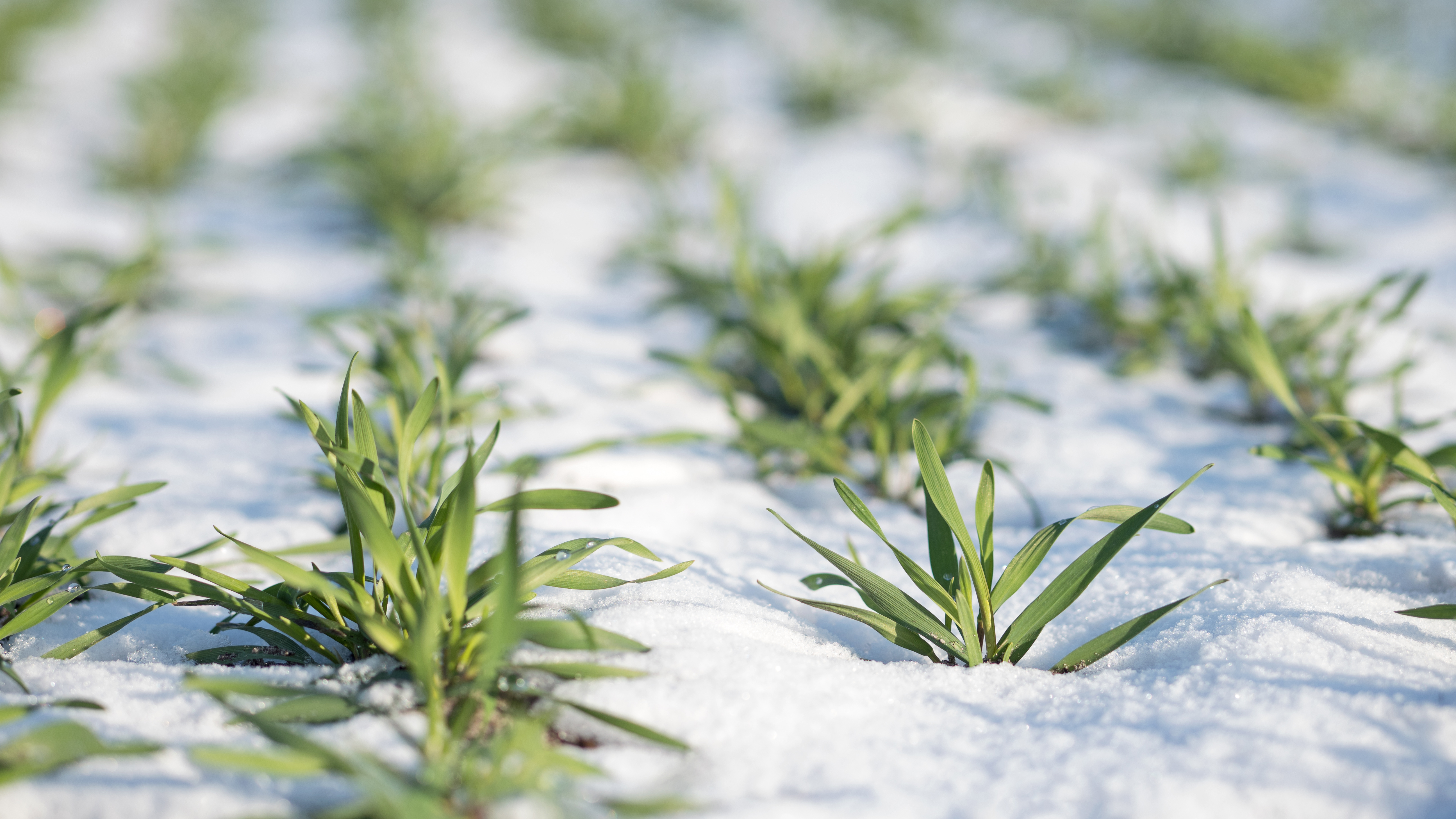 Frost protection
