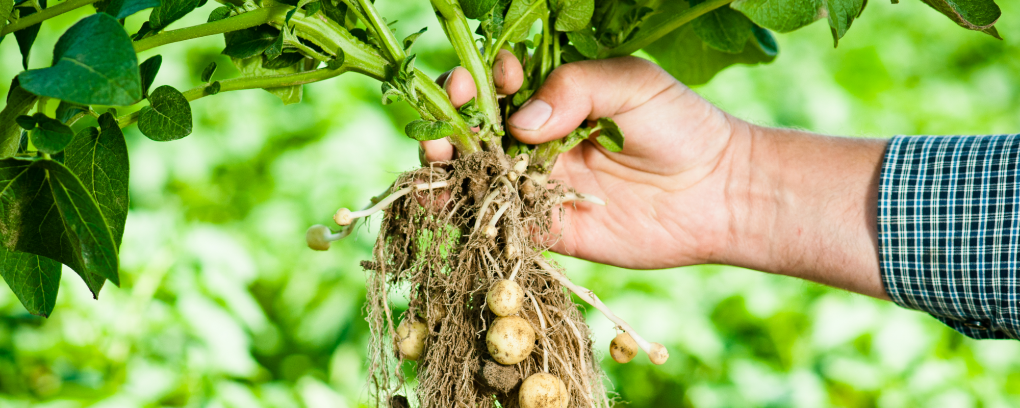 Potassium fertilizer for potatoes