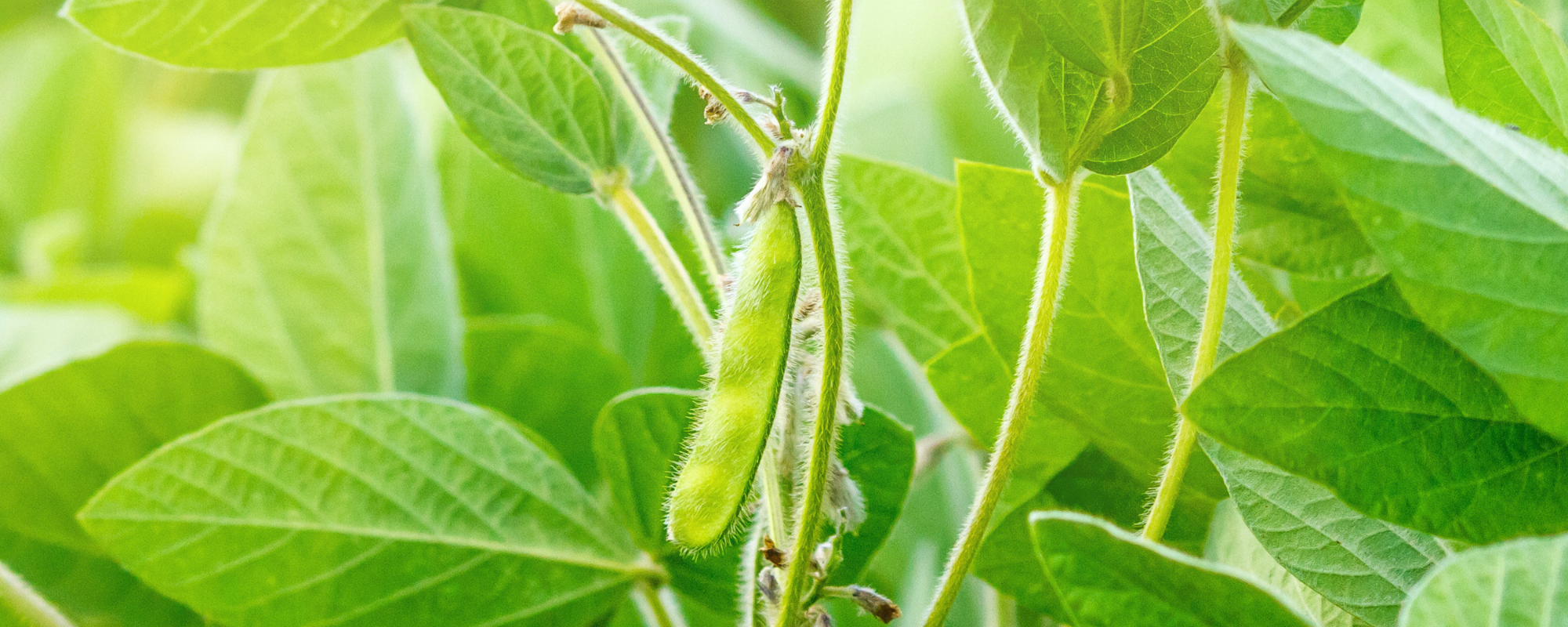  Soybean fertilization