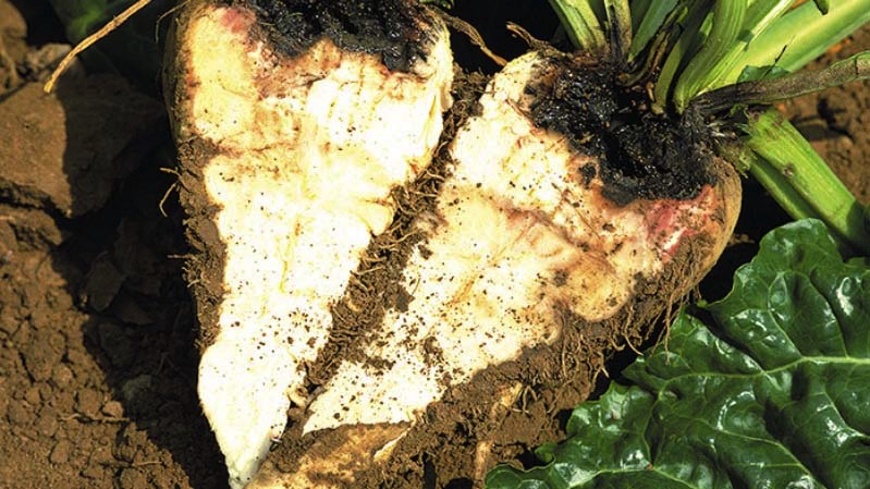 Boron deficiency in sugarbeet (16:9)
