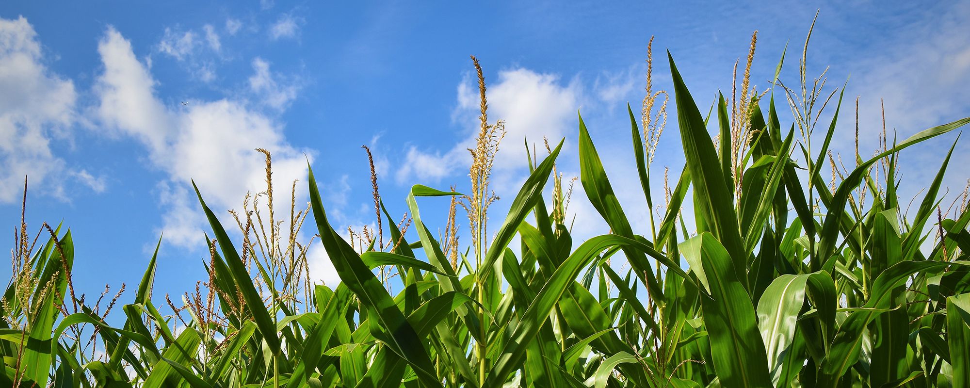 Crops maize