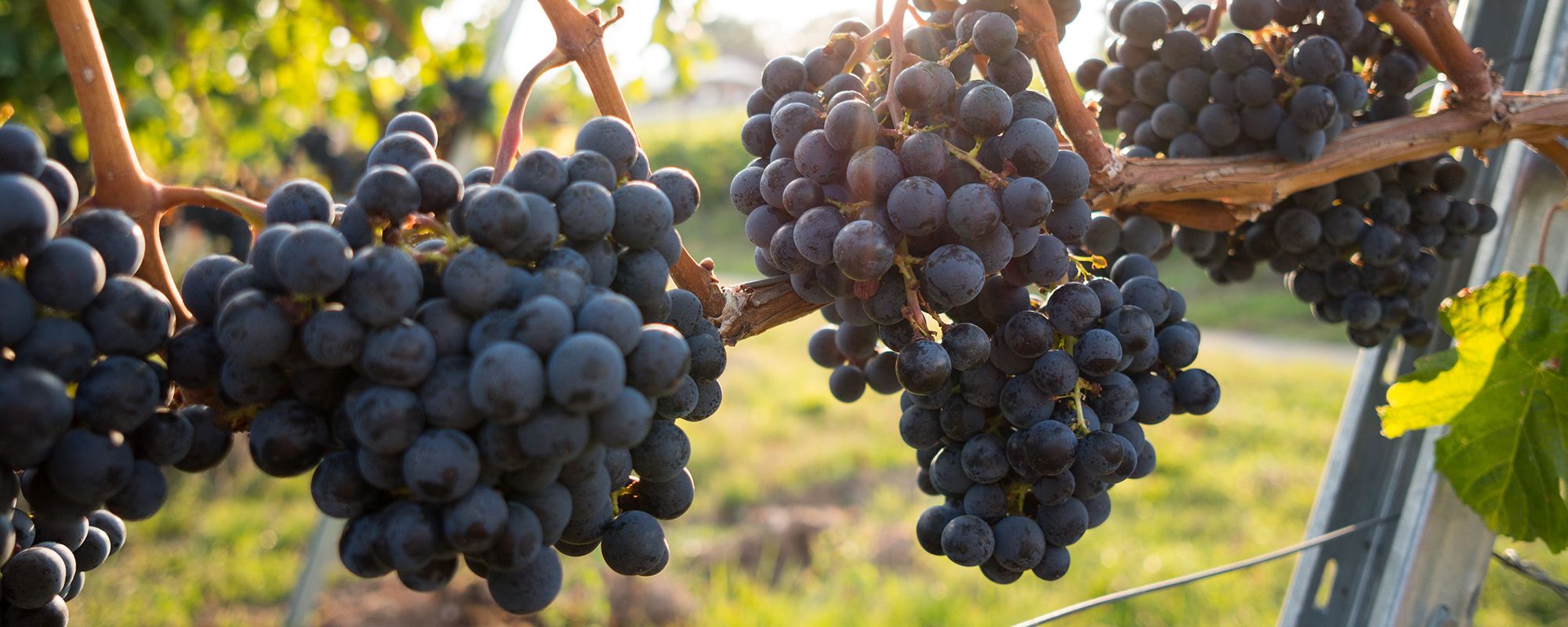 Crops viniculture