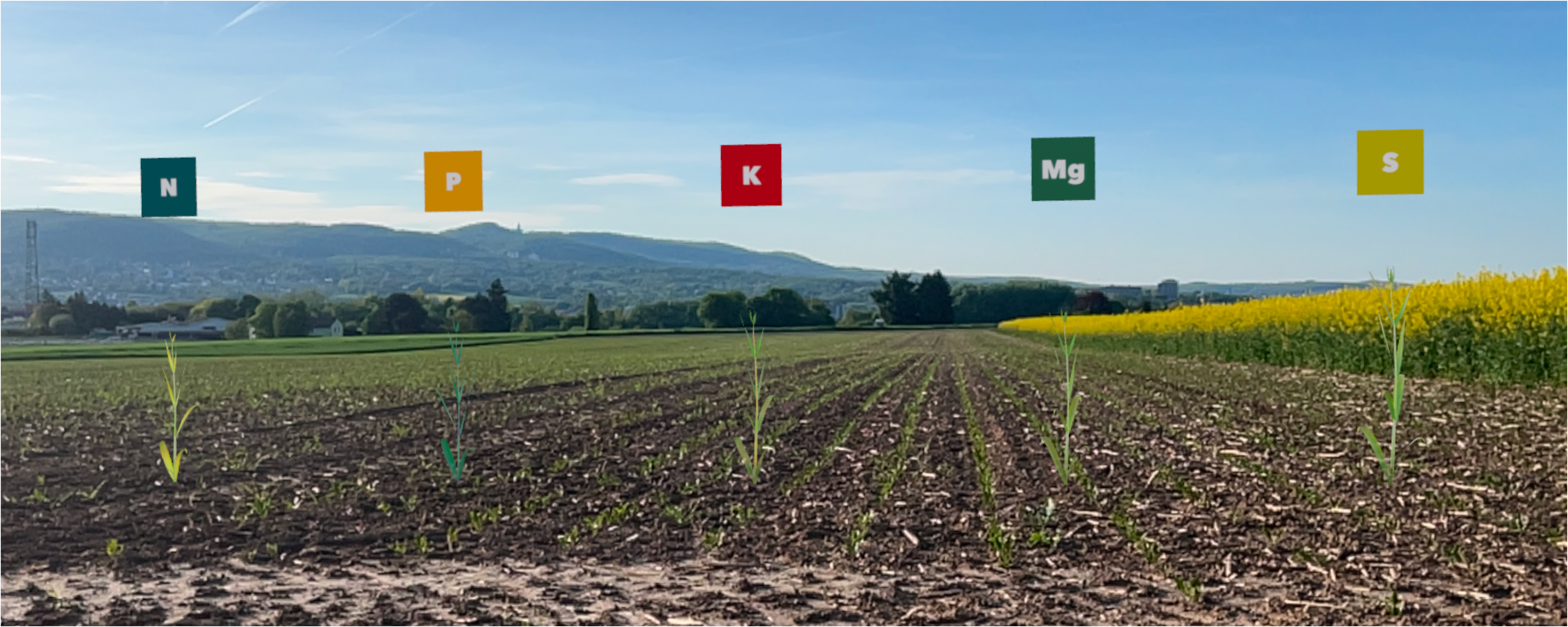 Mangelsymptome einer Maispflanze direkt auf dem Feld vergleichen