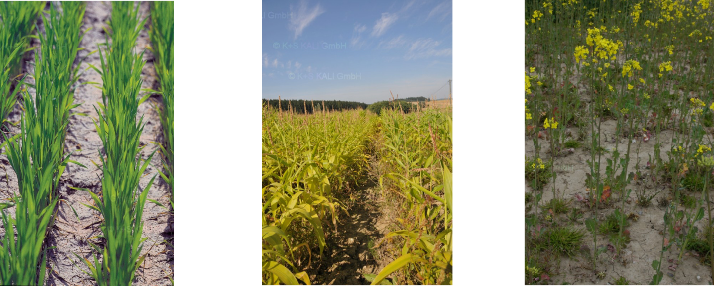 Nitrogen deficiency in wheat, corn and rapeseed (left to right) Nitrogen deficiency in wheat, corn and rapeseed (left to right)
