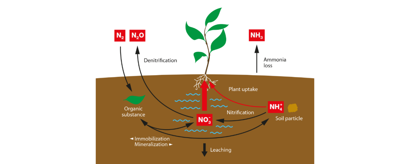 Agricultural nitrogen cycle Agricultural nitrogen cycle