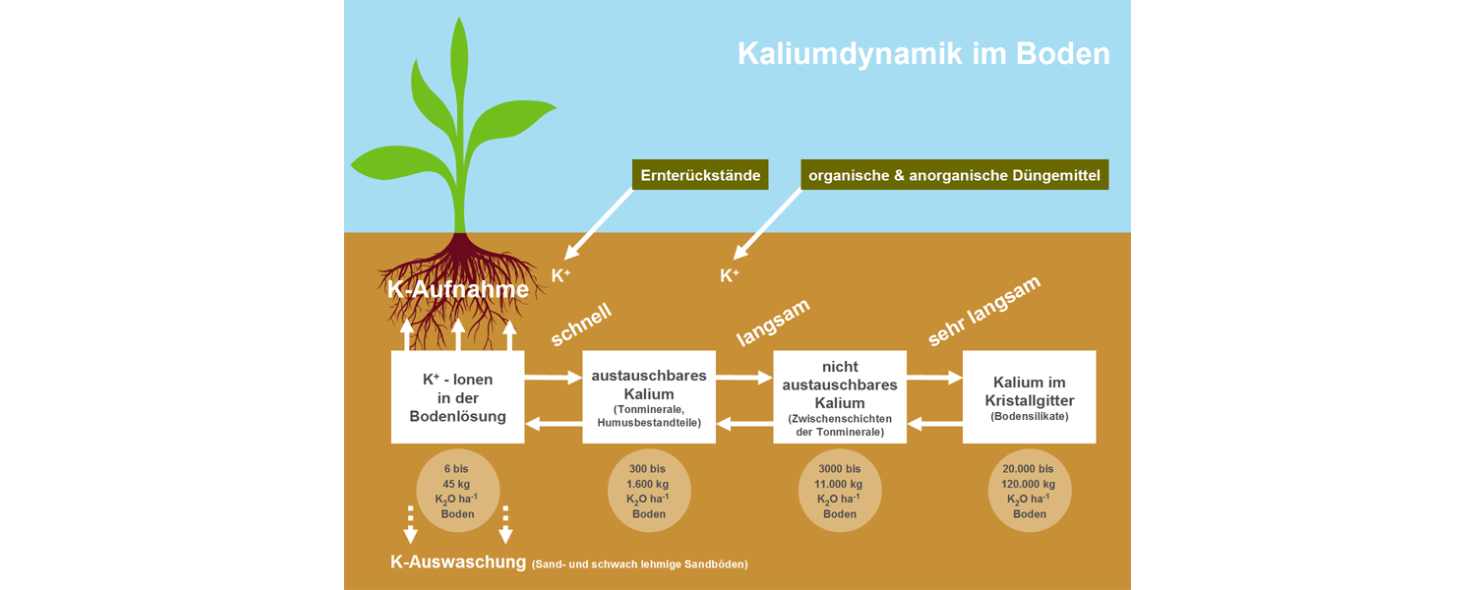 Kaliumdynamik im Boden