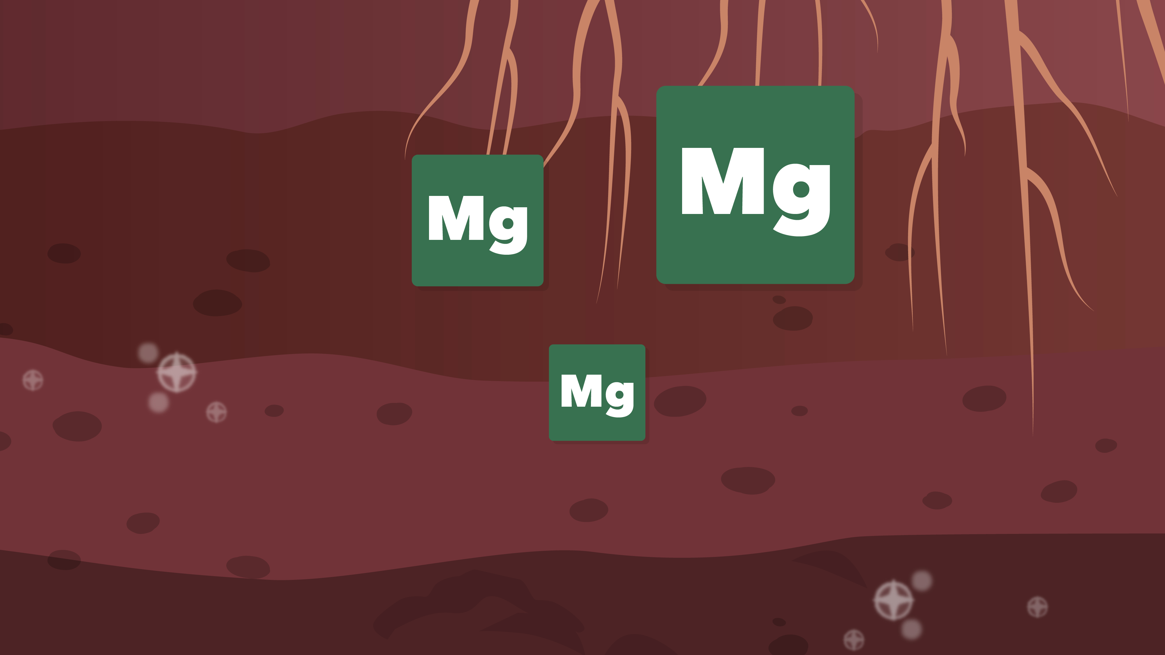 Pflanzliche Wurzeln im Boden, umgeben von Magnesium-Ionen (Mg).