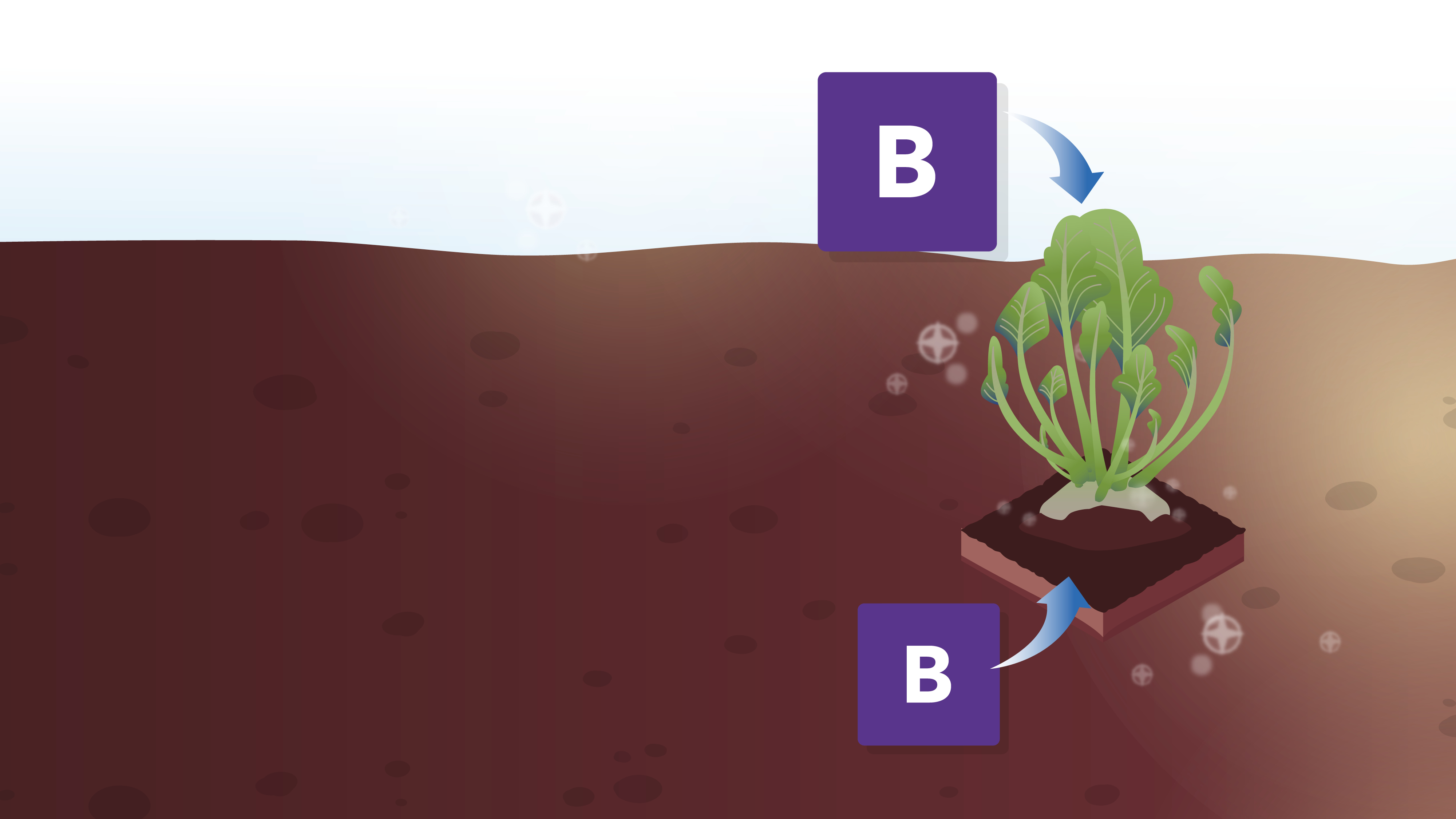 Illustration einer Pflanze, die Bor (B) aus dem Boden und der Umgebung aufnimmt.