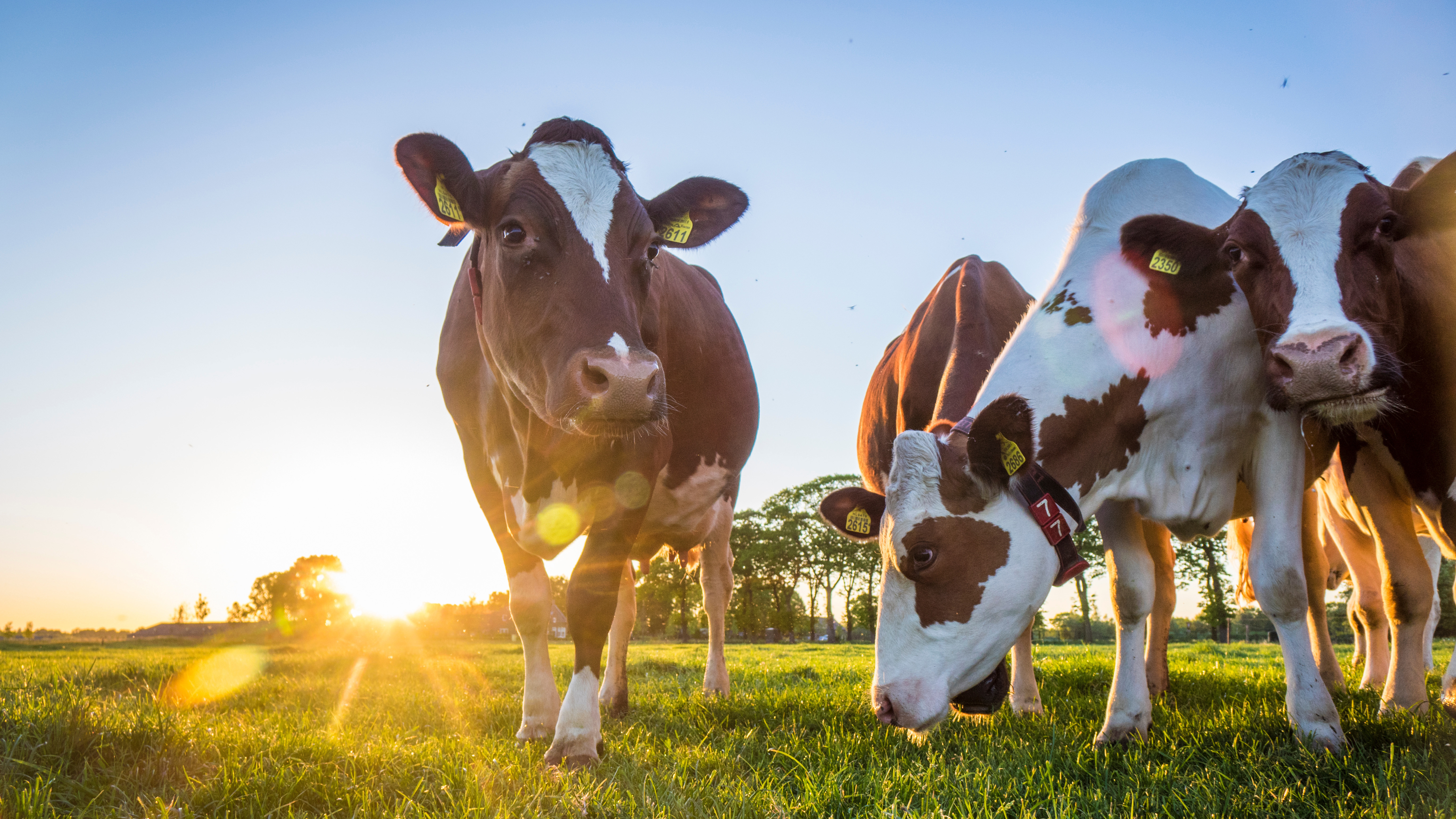 Cows standing on a green pasture at sunset, photographed from a low angle with warm backlighting and visible sun.