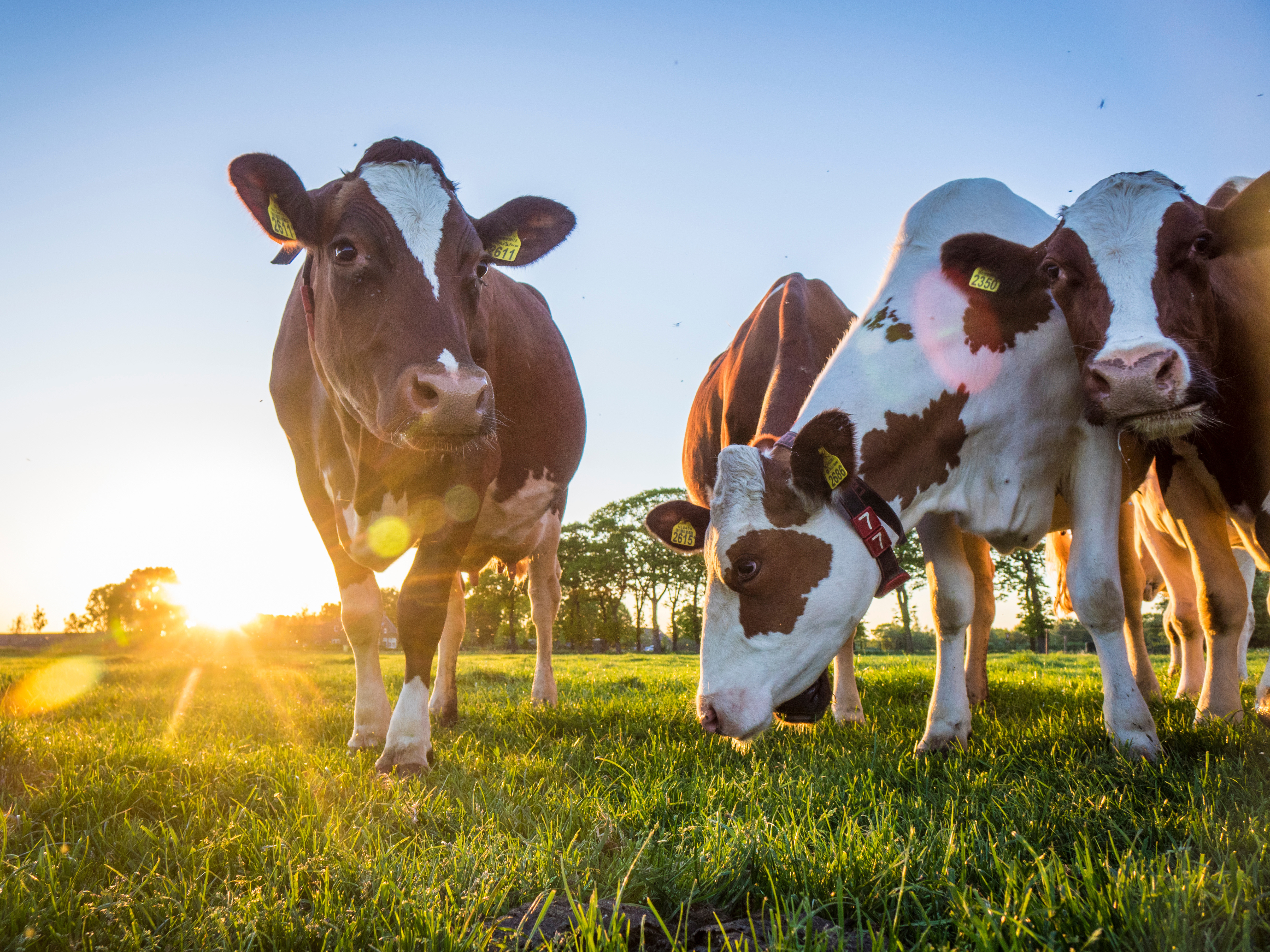 Kühe grasen auf der Wiese