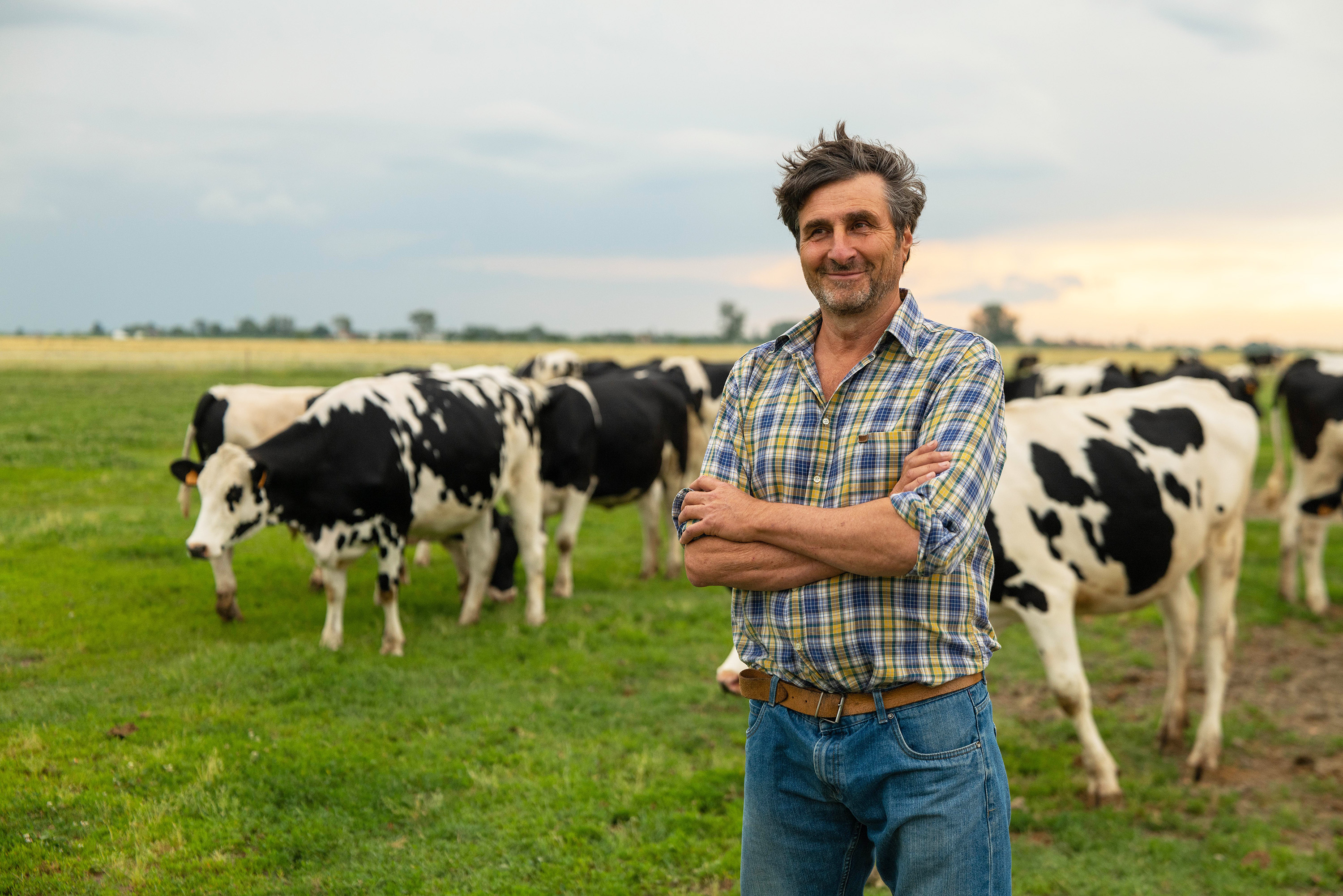 A farmer feeds his cattle as they graze in a meadow