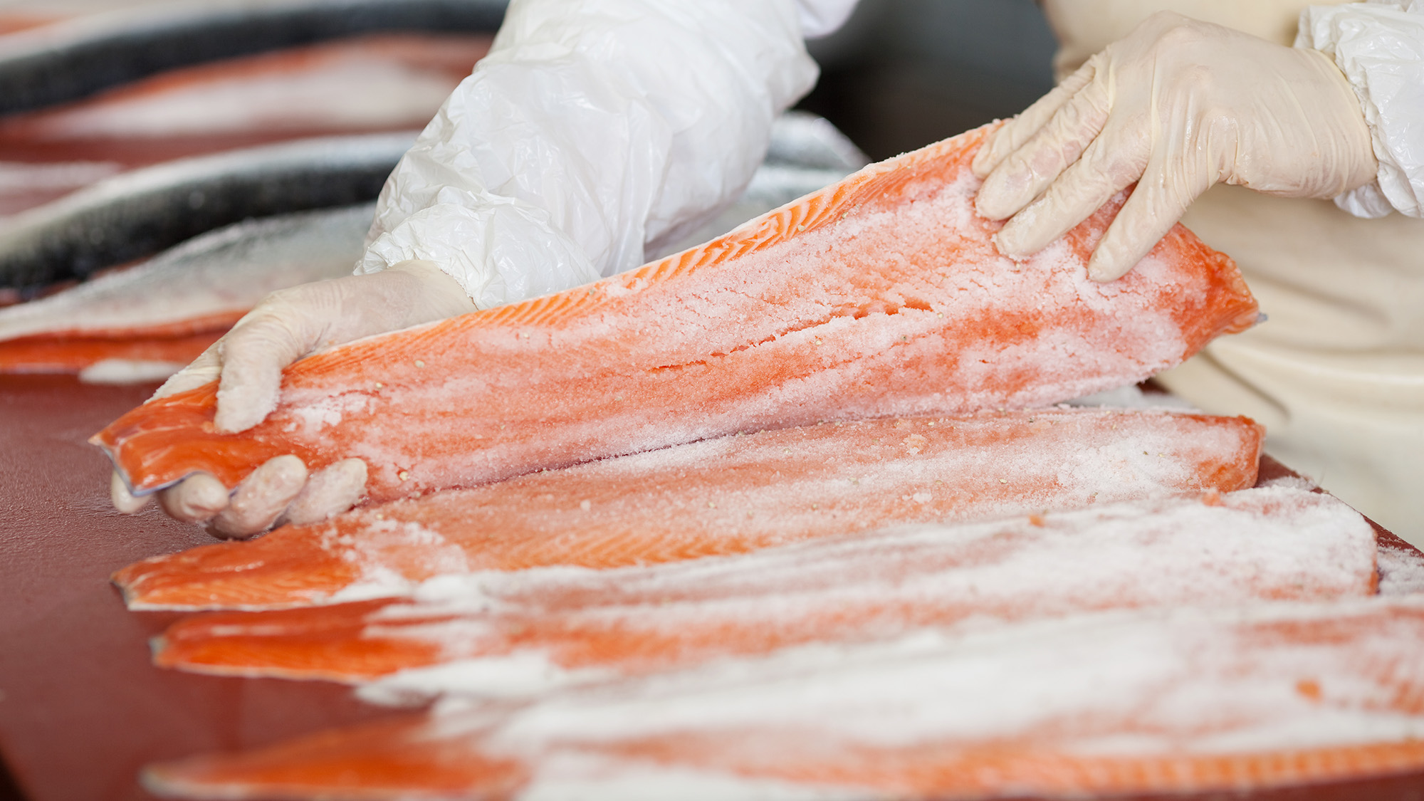 Zwei behandschuhte Haende halten ein mit Salz bedecktes Lachsfilet auf einer Verarbeitungsflaeche mit weiteren Filets