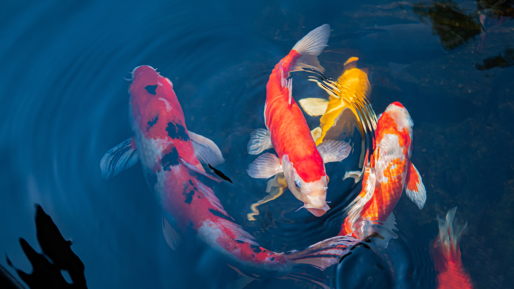 Fish swimming in a pond