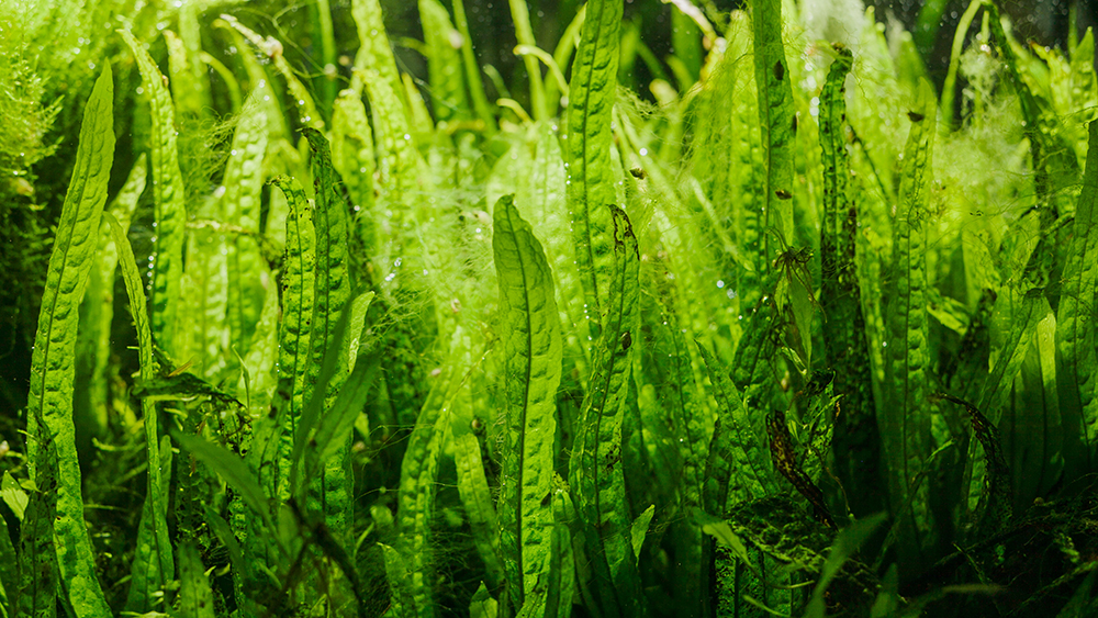 Algae in the pond