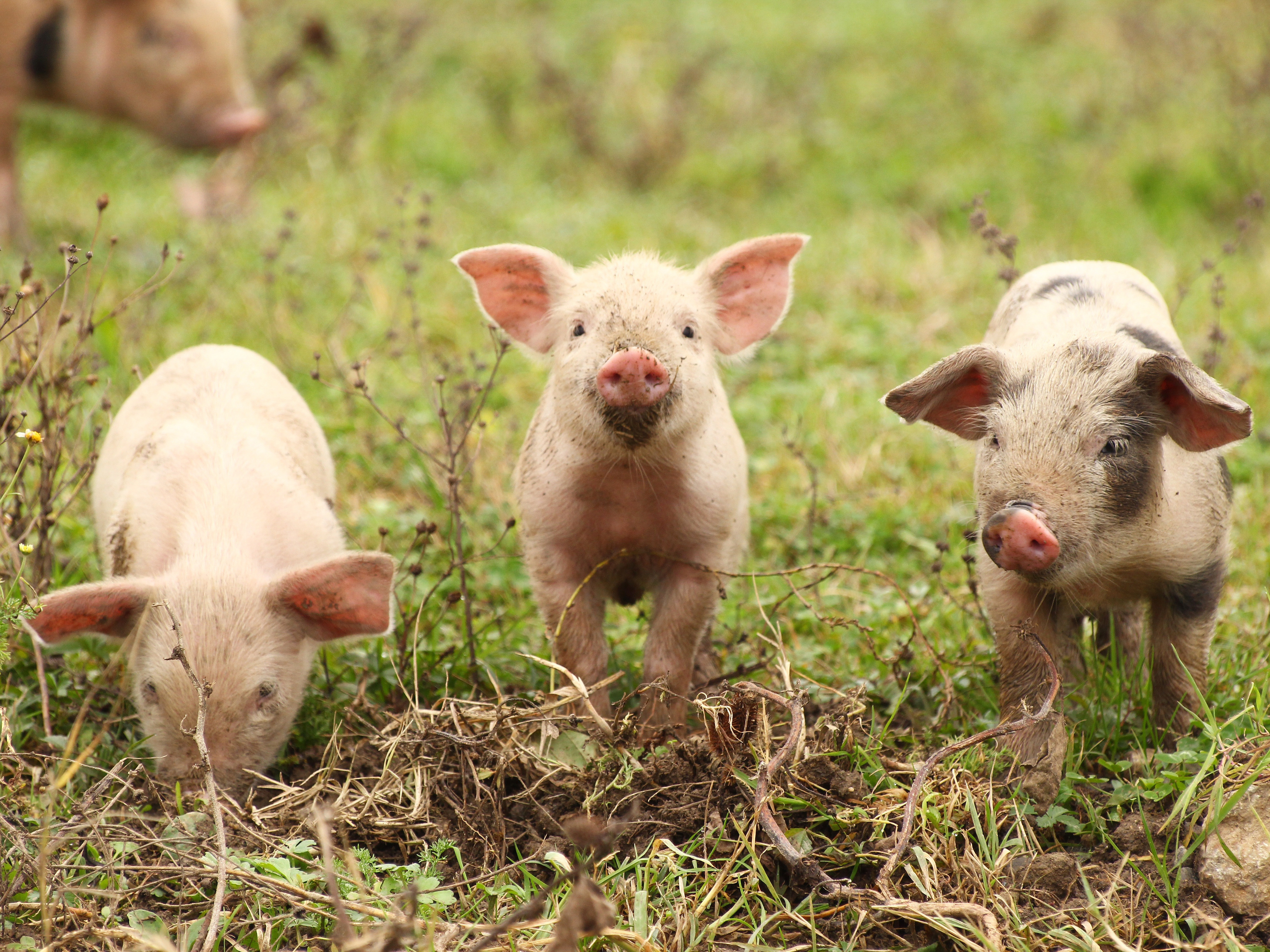 Piglets in a meadow