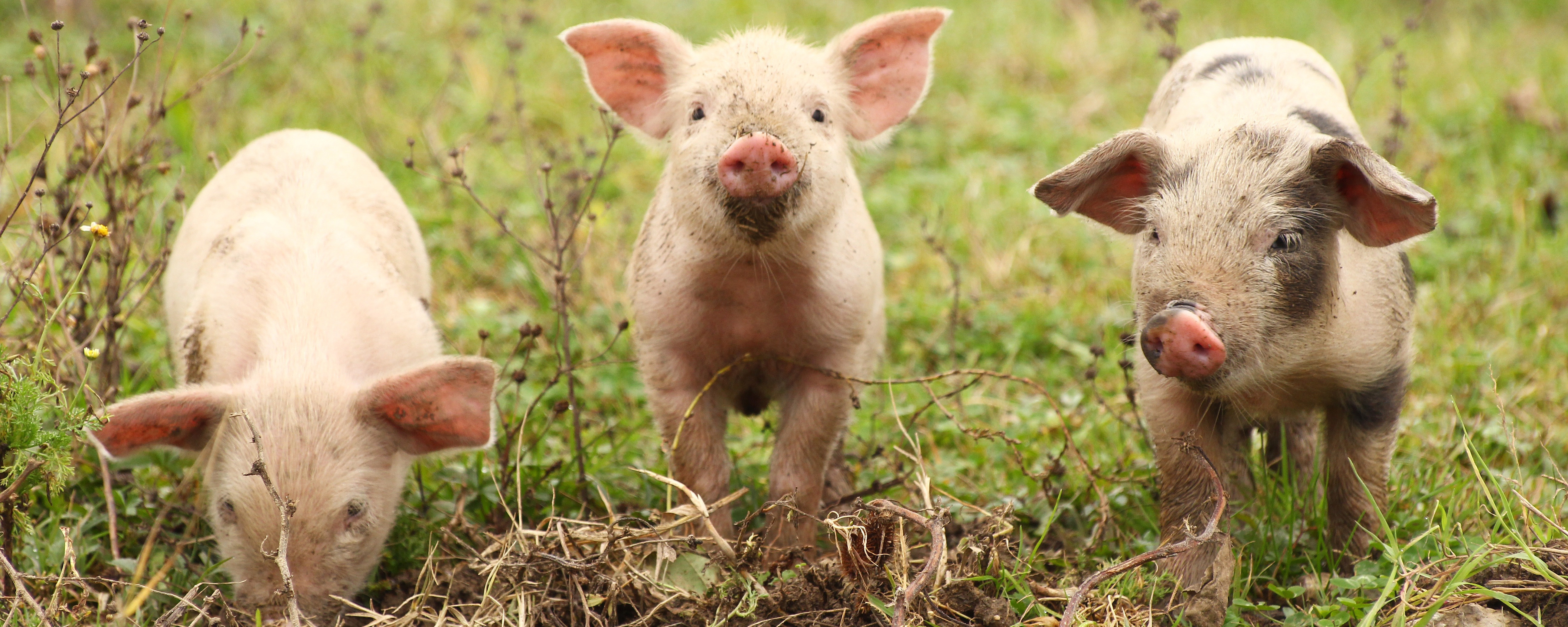 Piglets in a meadow
